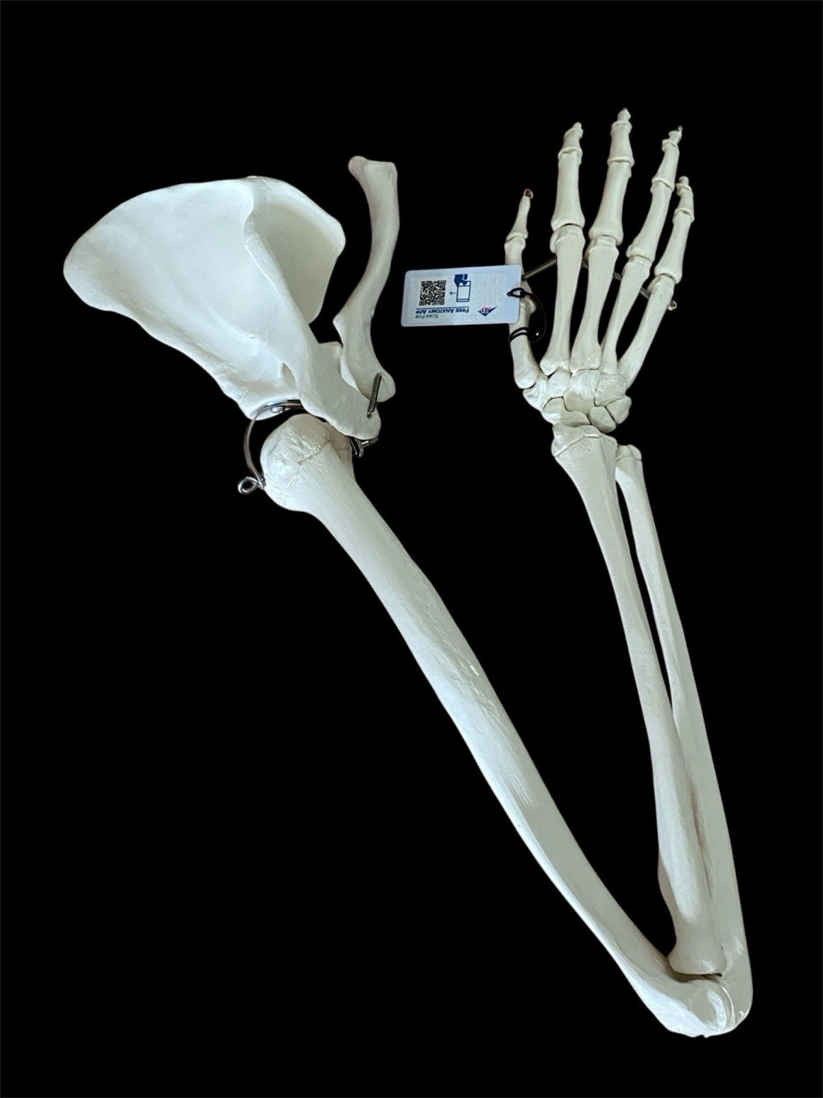 Brand New 3B Anatomical Model Arm