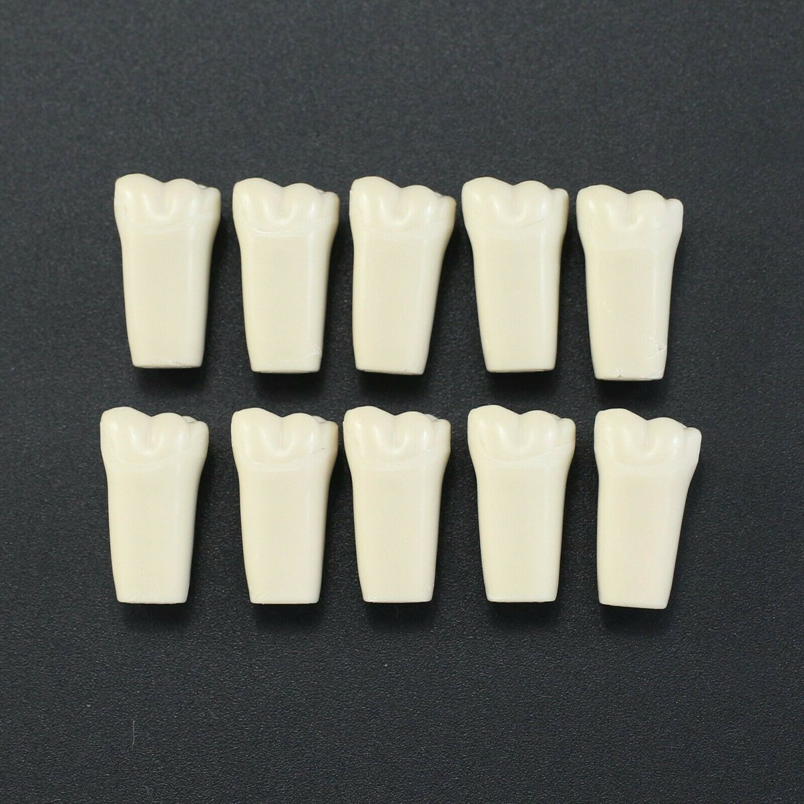 10Pcs/lot Dental Typodont Teeth Replacement Individual Teeth Fit Columbia 860