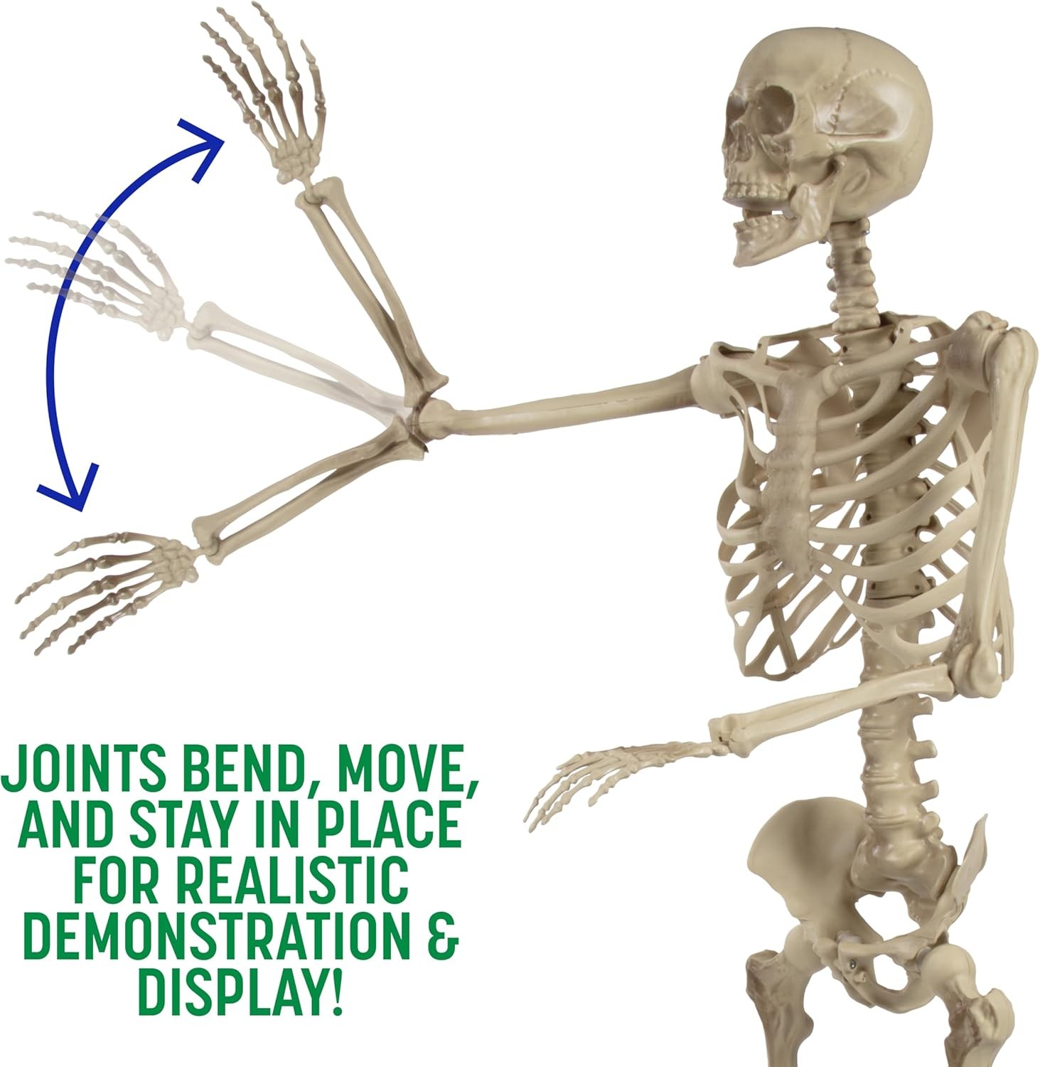 Life Size Human Skeleton Model for Anatomy Study- Scientific Body w Gray