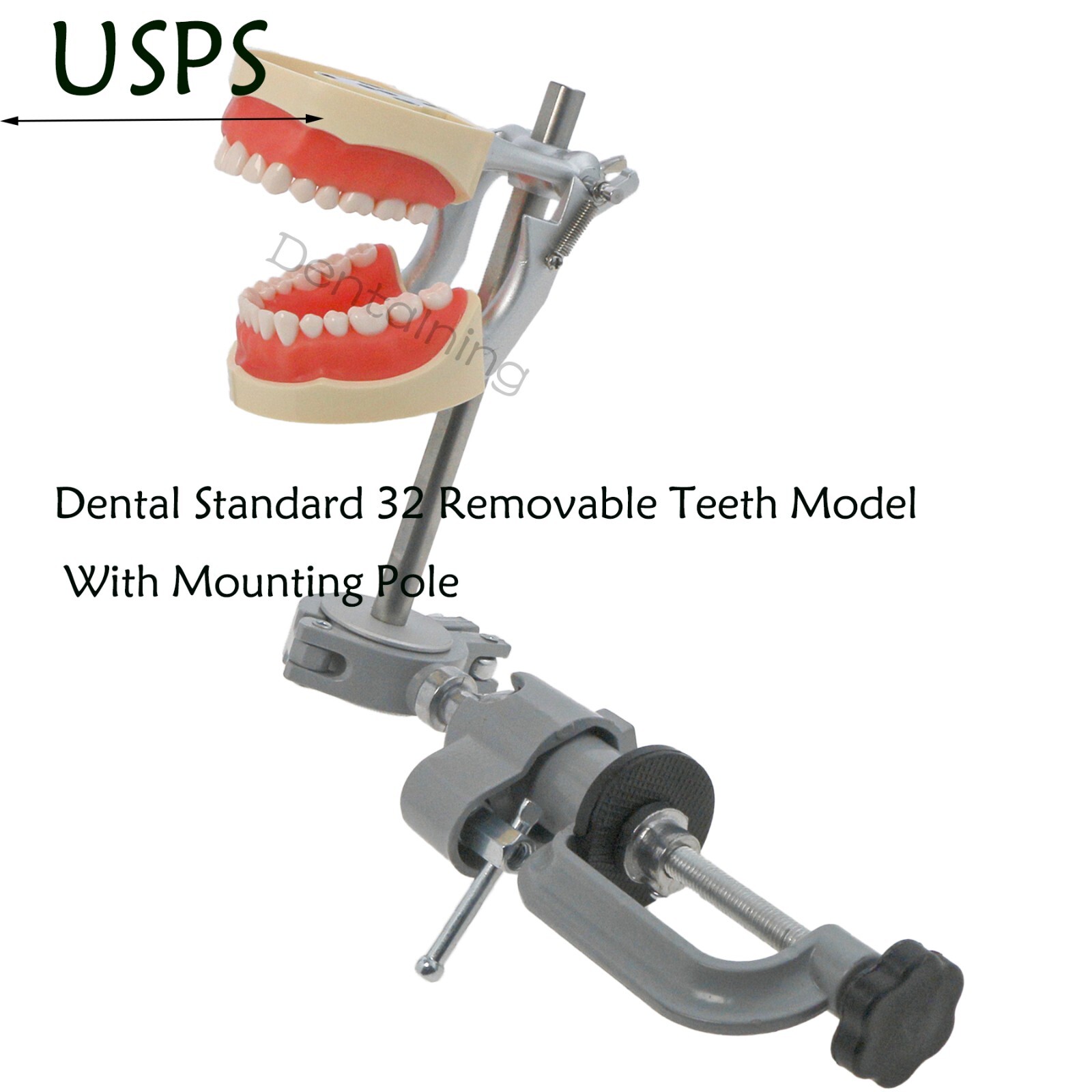 US Overdenture All-On-4/6 Implant /Ortho/Columbia 860/Kilgore NISSIN Teeth Model