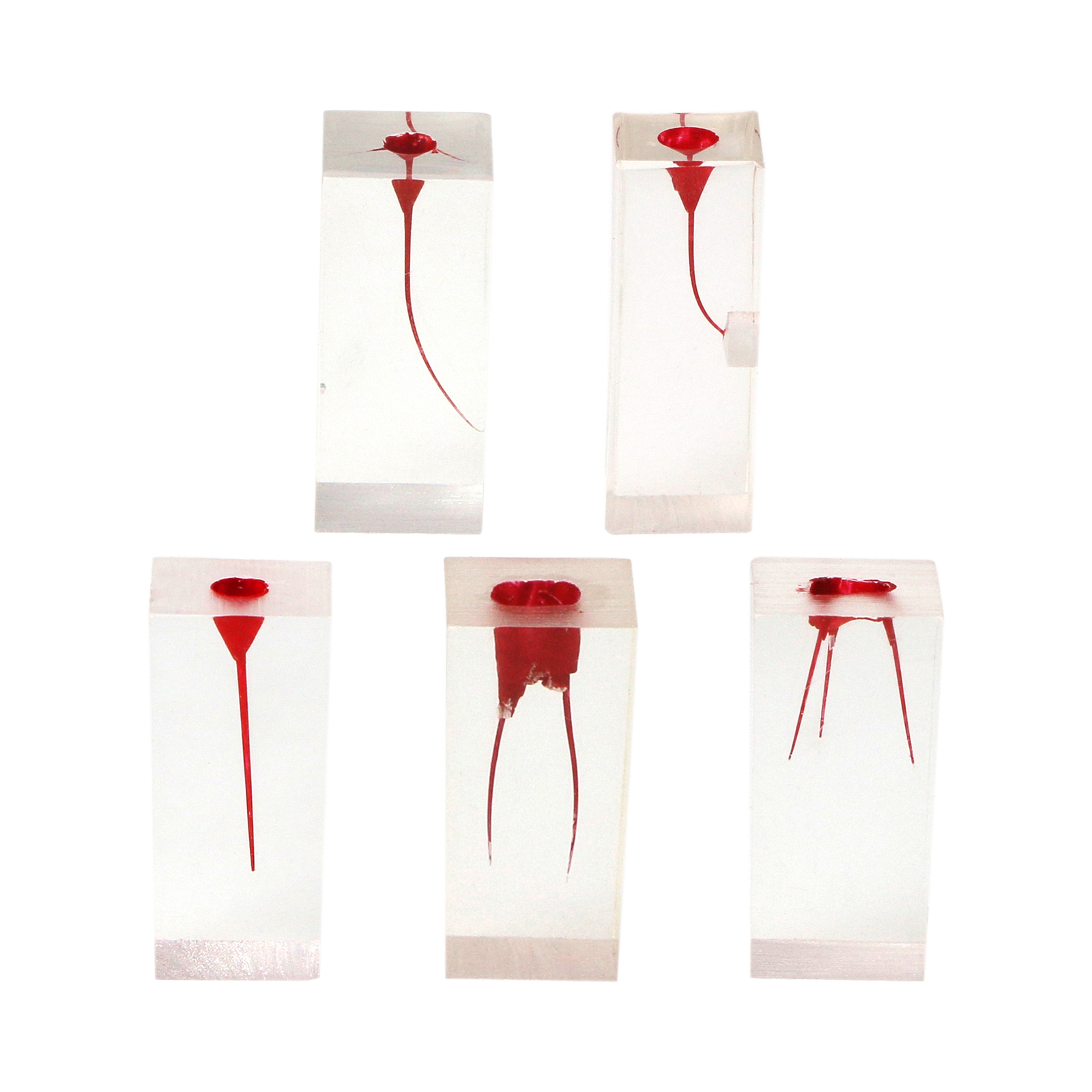 10Pcs Dental Endo Root Canals Teeth Model Practice Block RCT Pulp Cavity Study