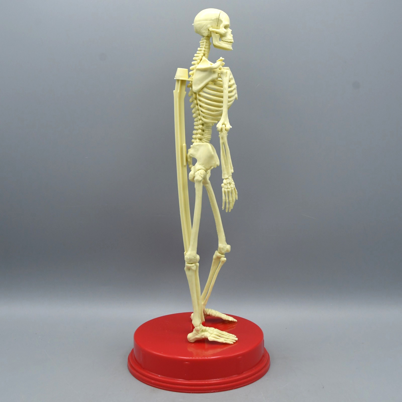 Human Skeleton Model Vintage 1991 Plastic Halloween Anatomy Science Home School