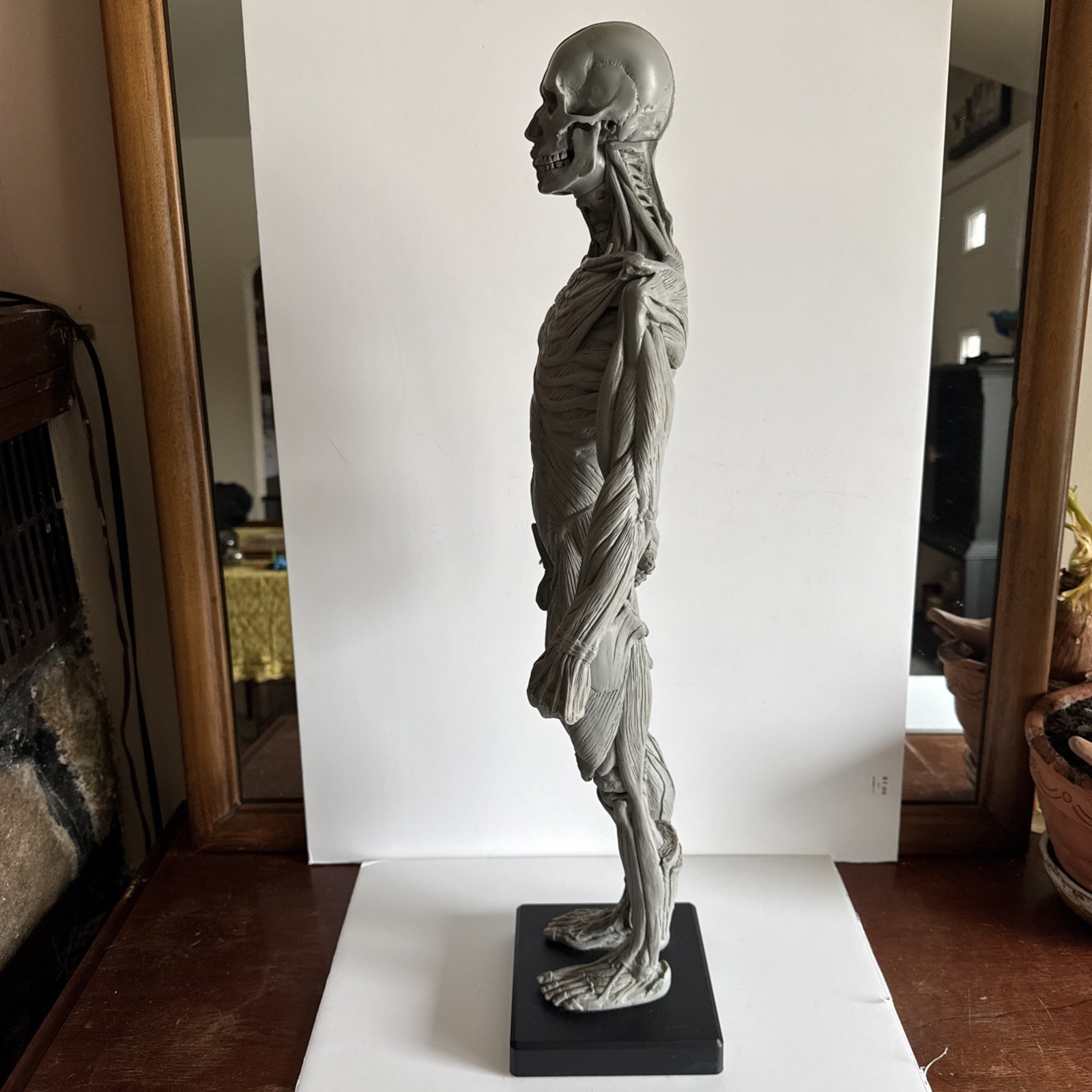 Andrew Cawrse Male Human Anatomy Model 2009 anatomy tools