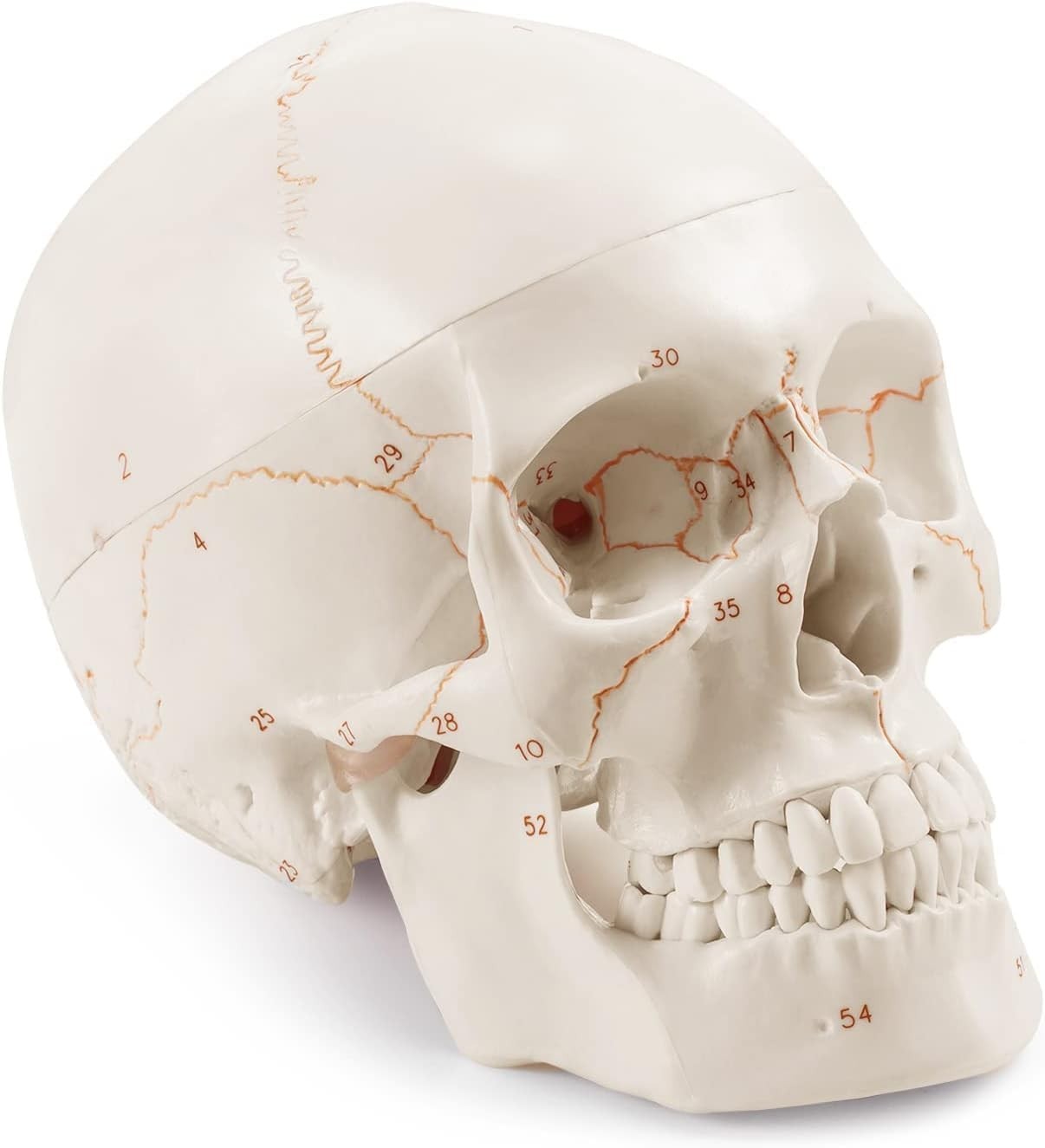 Life Size Human Head Skull Anatomical Model for Medical Student Anatomy Class