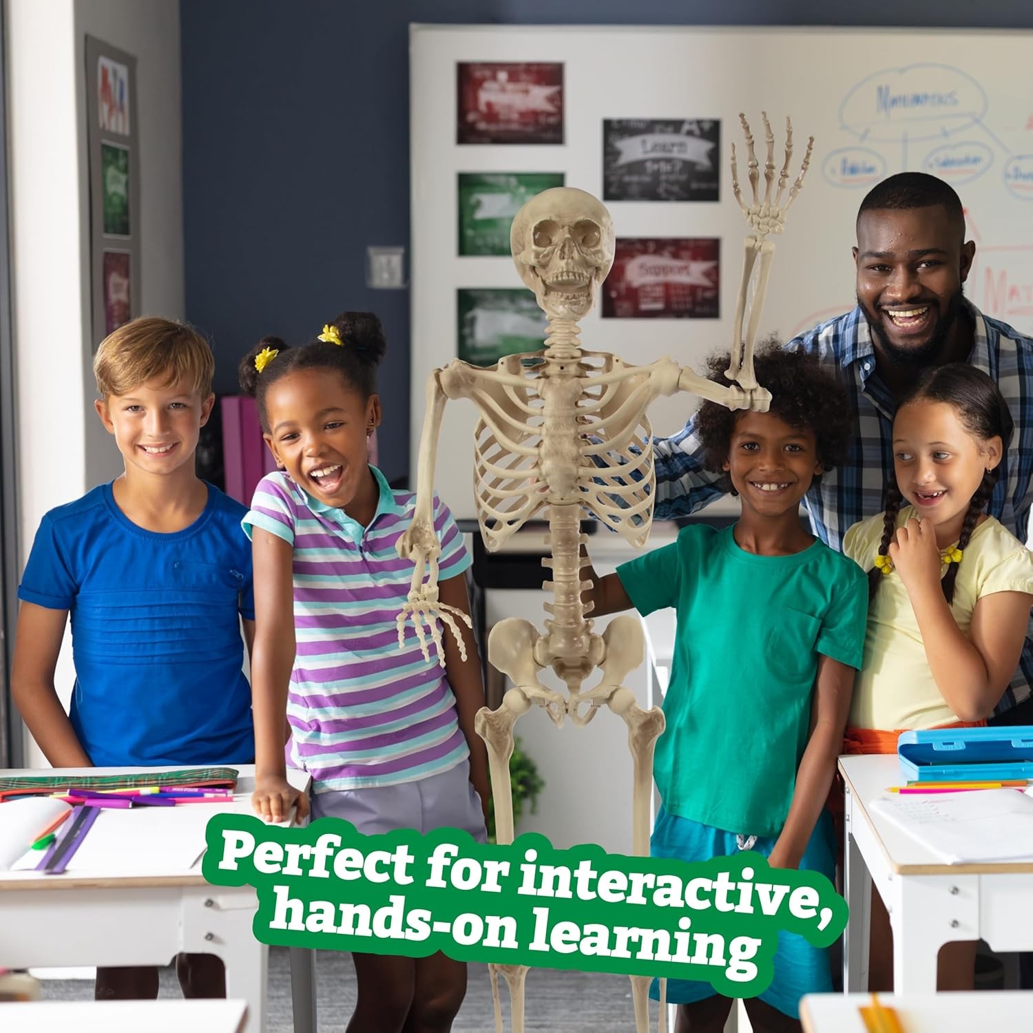 Life Size Human Skeleton Model for Anatomy Study- Scientific Body w Gray