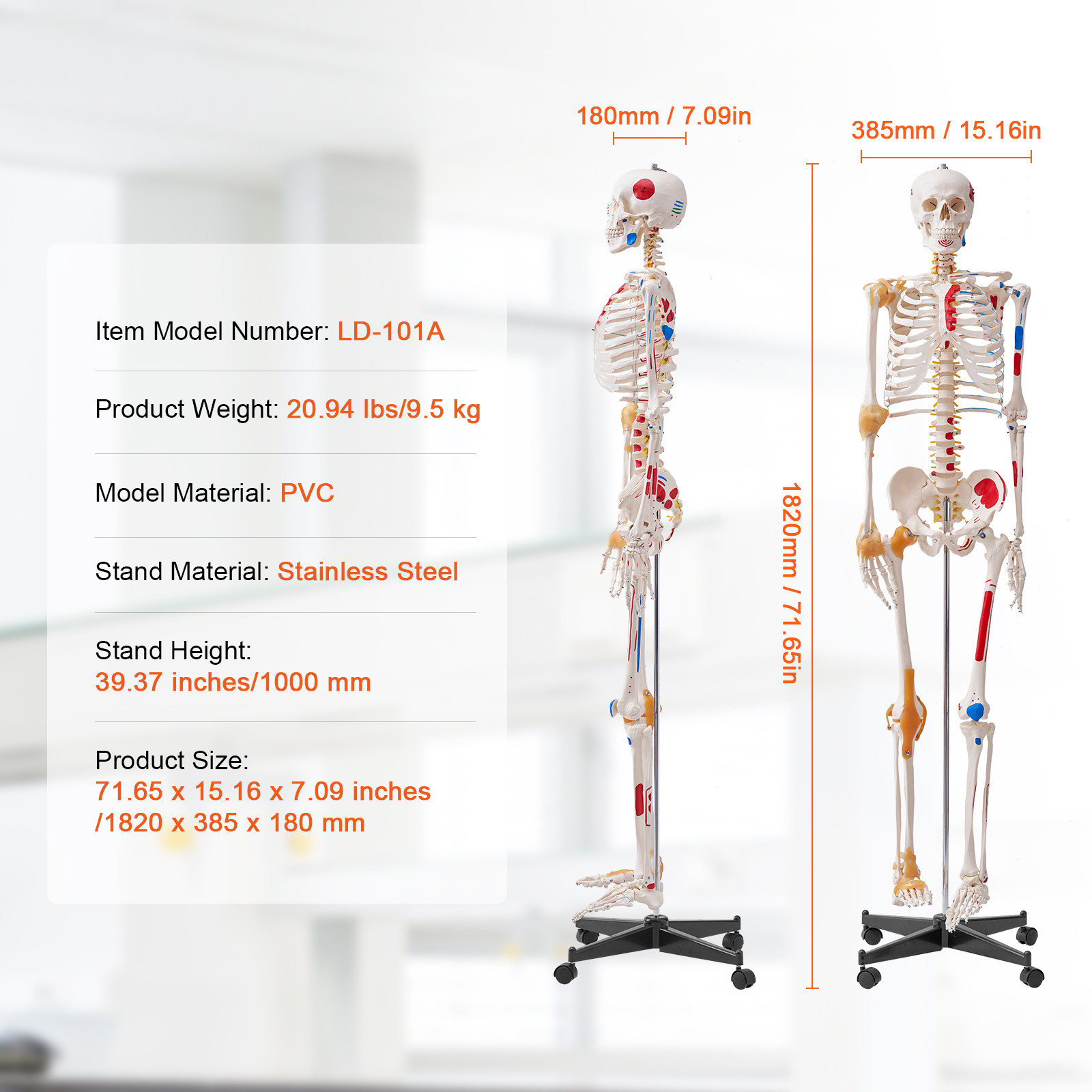 VEVOR Human Skeleton Model Anatomical Skeleton Life Size with Muscle Points