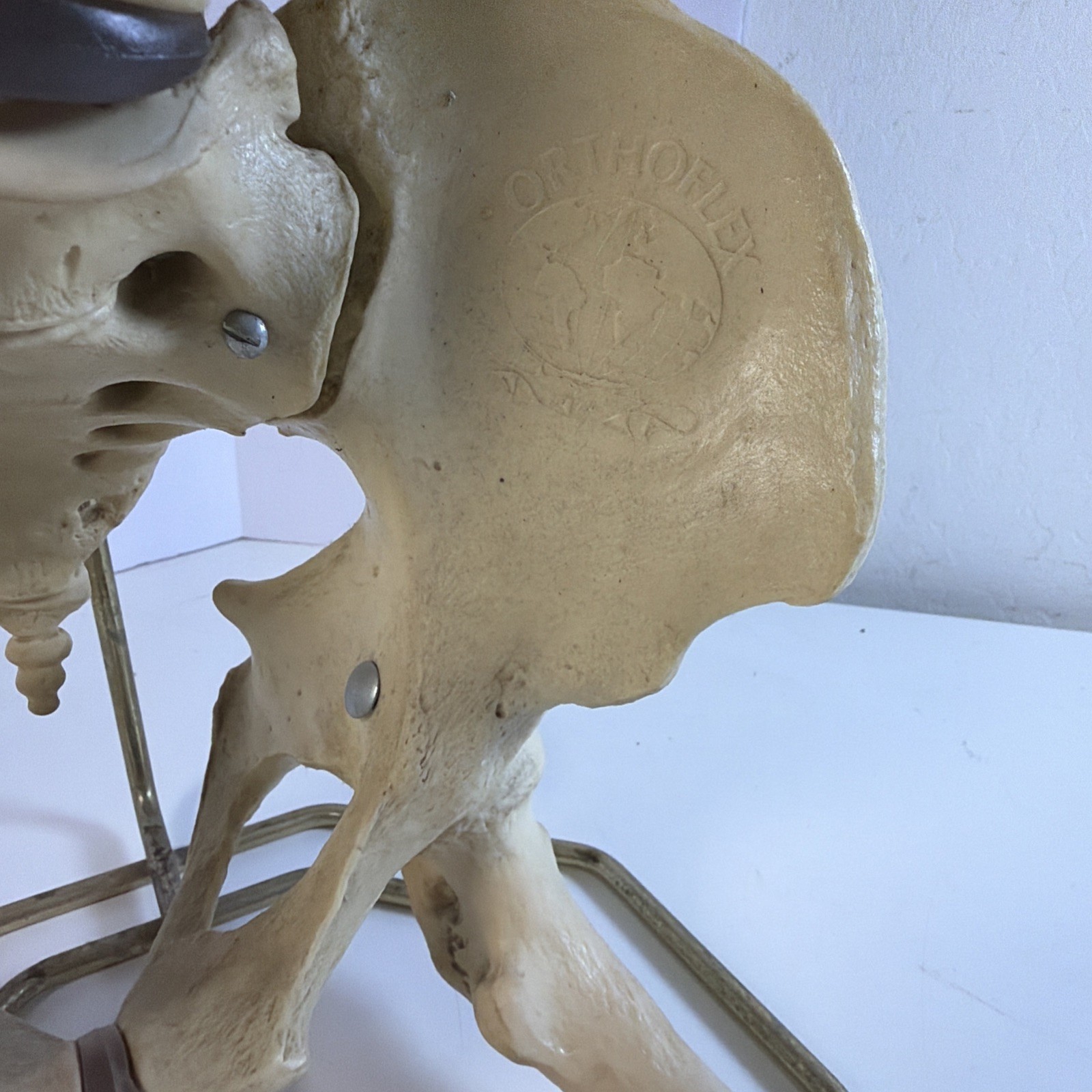 Vintage ORTHOFLEX Human Pelvis Vertebrae Skull Base Spinal Nerve Cord Spine