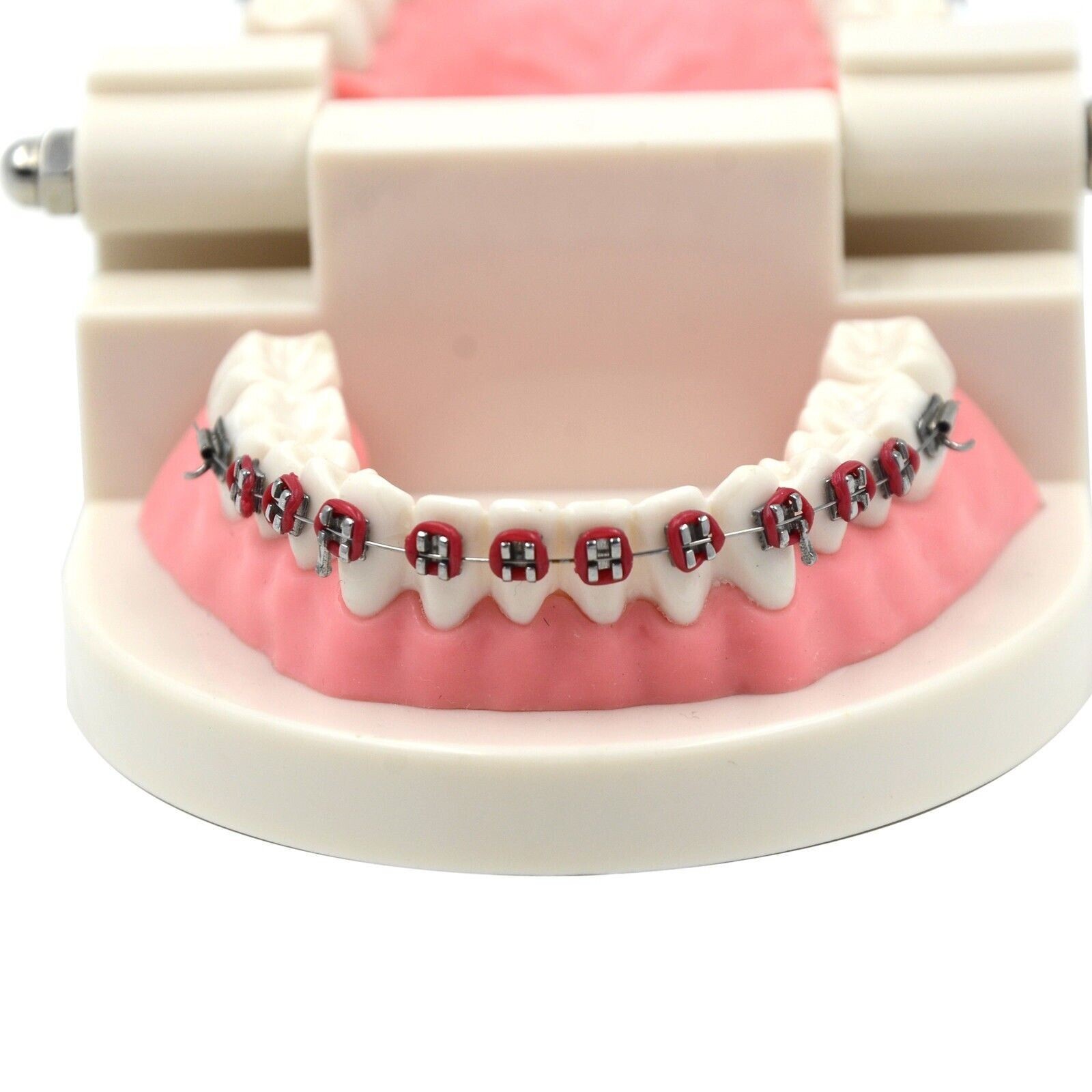 Dental Metal Model Orthodontic Adult Standard Teeth Hoop Brackets Ligature Tie