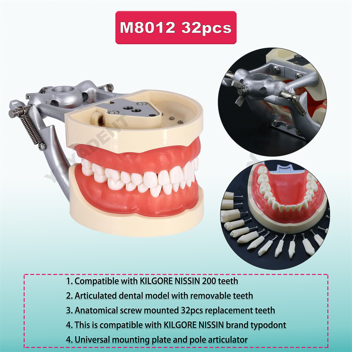 Dental Teeth Model For Kilgore NISSIN 500/200Screw-in Removable Teeth 28/32Pcs