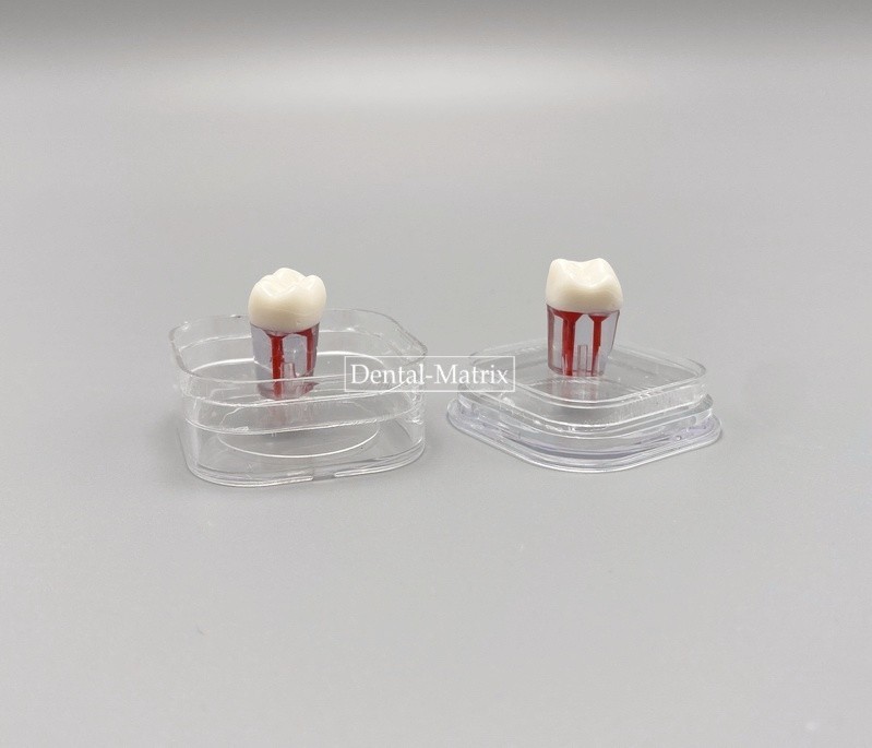 Dental Retainer Denture Storage Box Veneer Membrane Case Boxes with/no slot USA