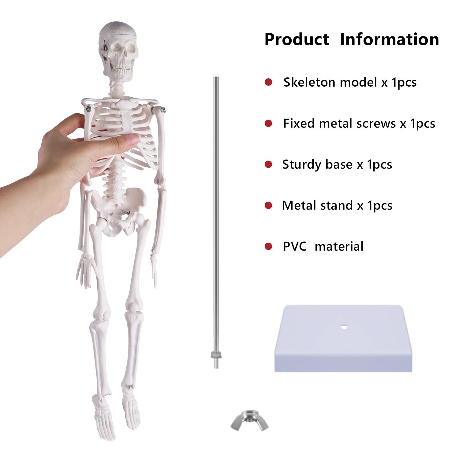 17″ Mini Human Skeleton Model – Anatomical Study Tool with Movable Arms & Legs,