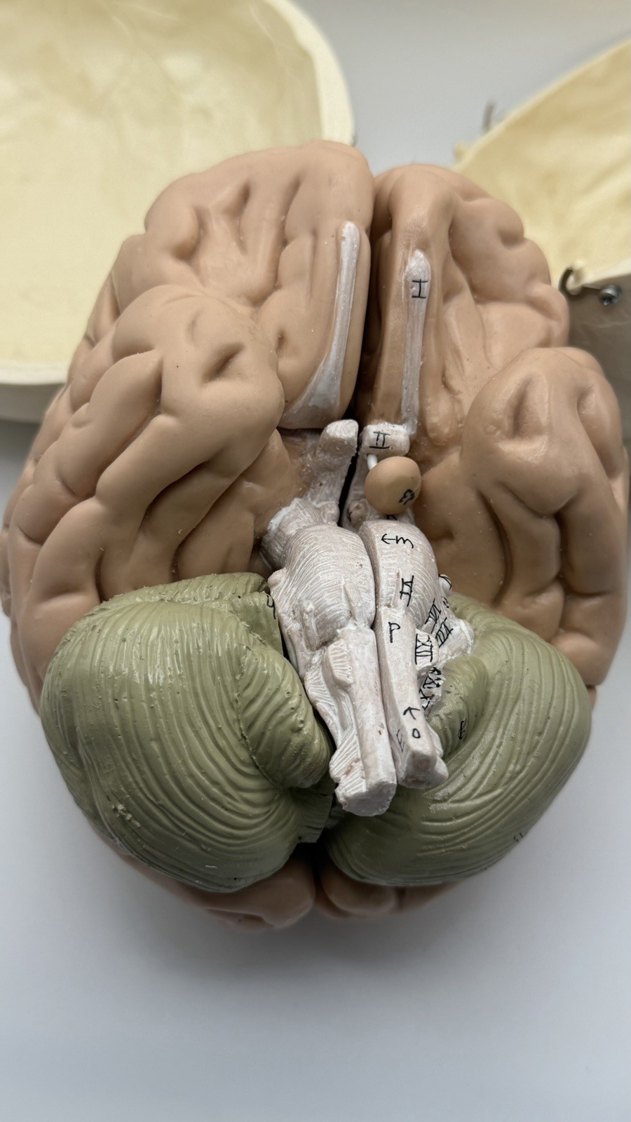 Human Skull with Brain, 11 Piece Life-Size Anatomical Model, Medical Curiosities