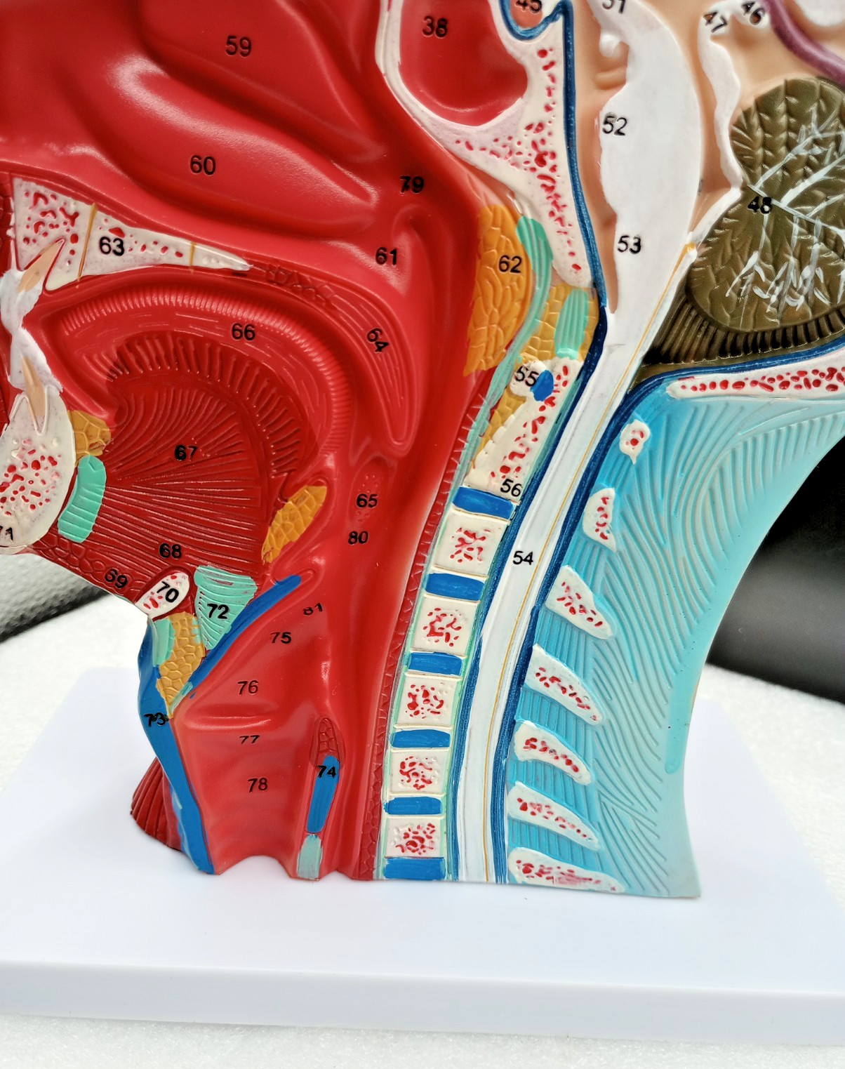 Human Half Head Neck Model Superficial Nerve Vascular Muscle Teaching Tool