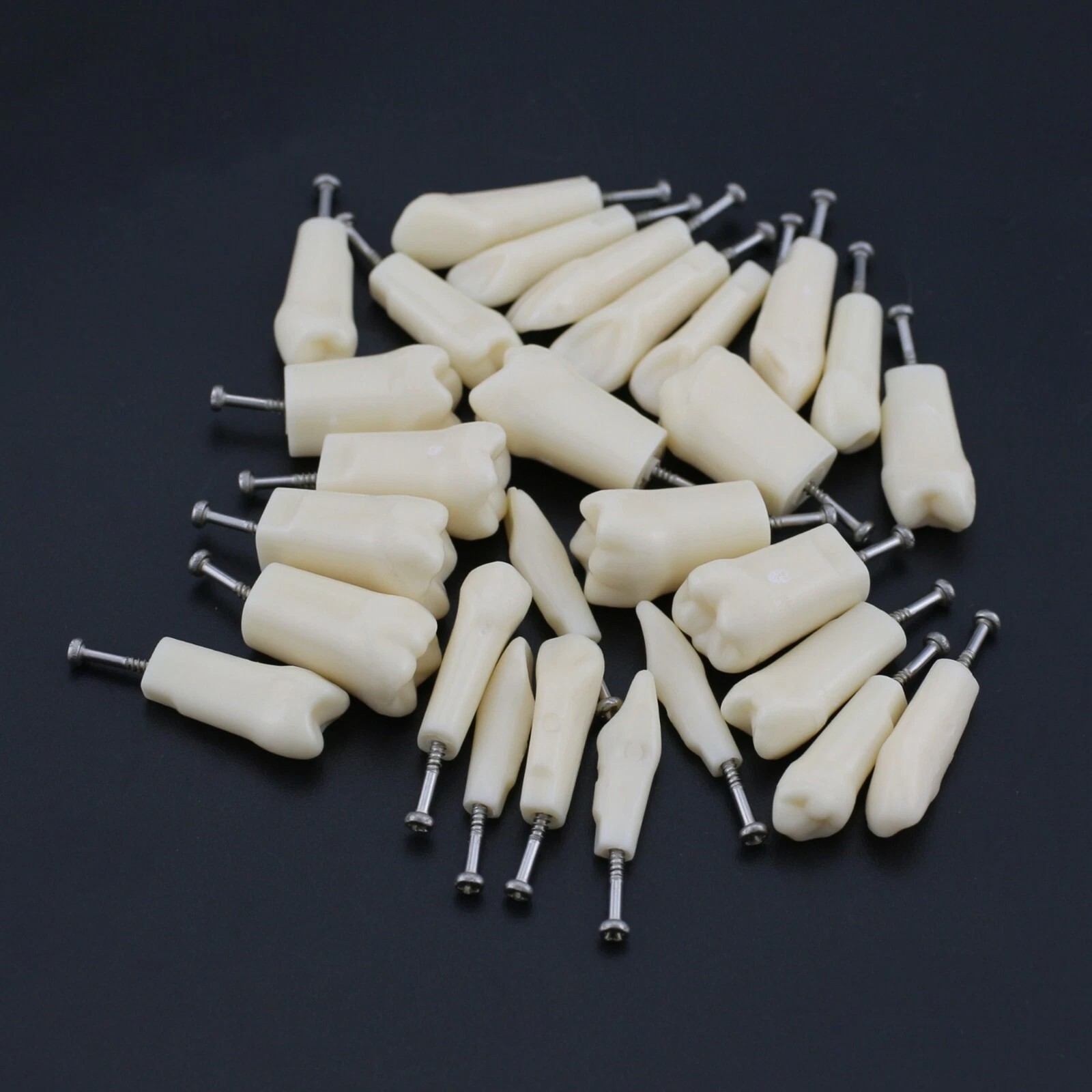 US Kilgore Nissin 200/500 Type Dental Typodont Model Removable Teeth & Screws