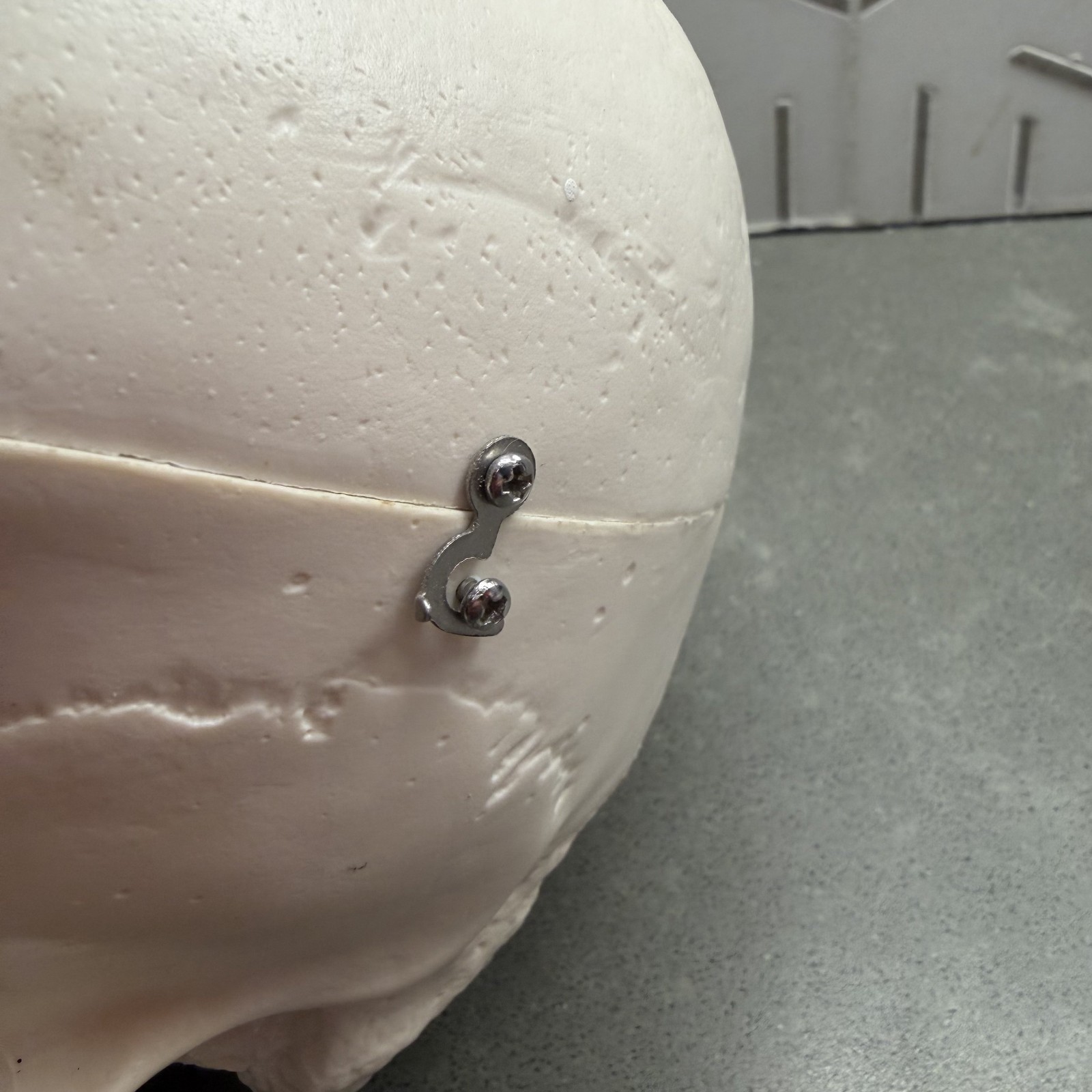 Skull~Medical Dental Anatomical Model~1 To 1~Removable Lower Jaw And Cranium