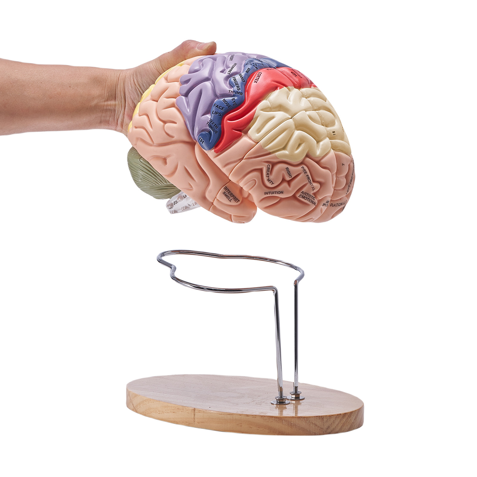 VEVOR Human Brain Model Anatomy Teaching Brain Model 4-Part Labeled 2X Enlarged