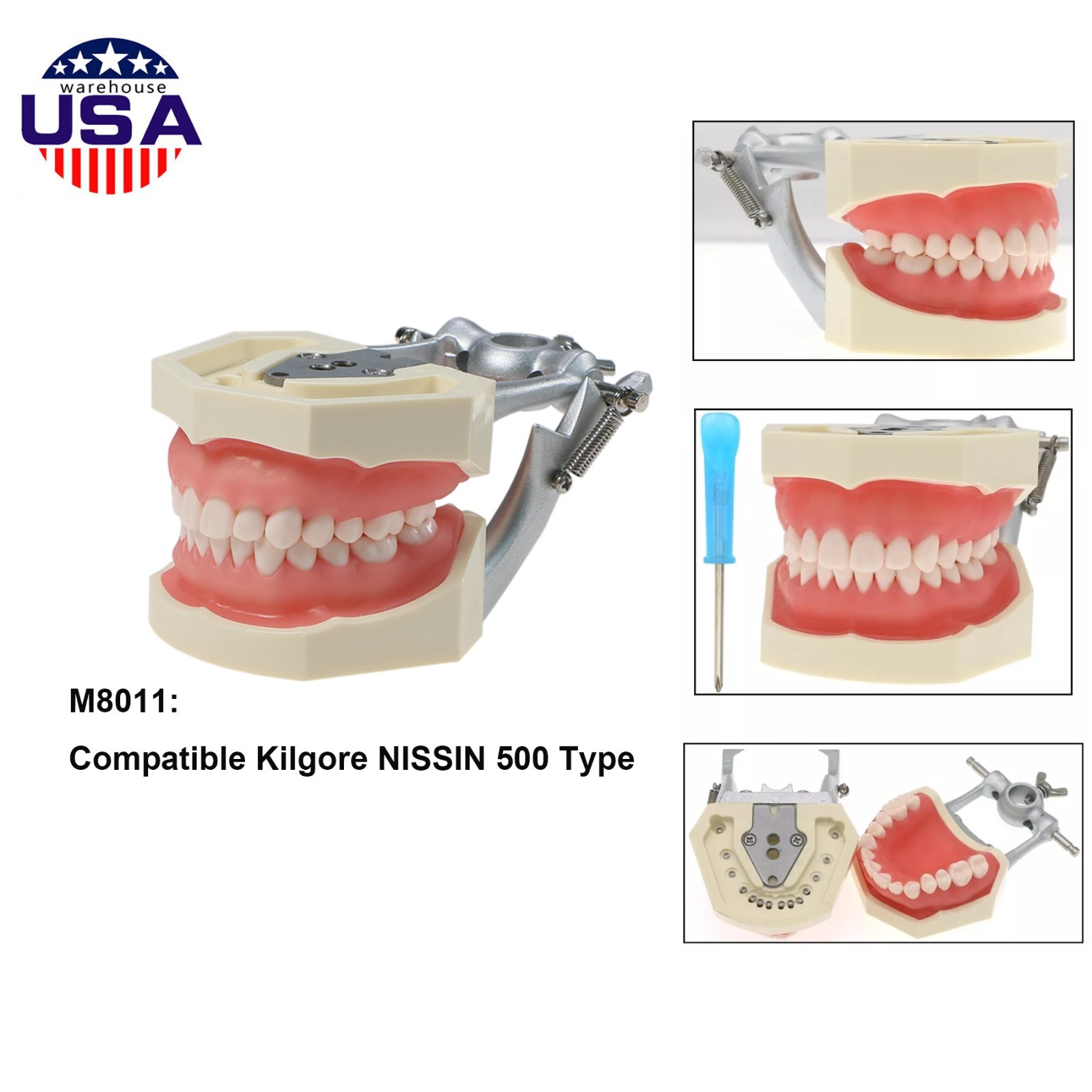 US Dental Kilgore NISSIN Type 28/32Pcs Teeth Typodont Model With Removable Teeth