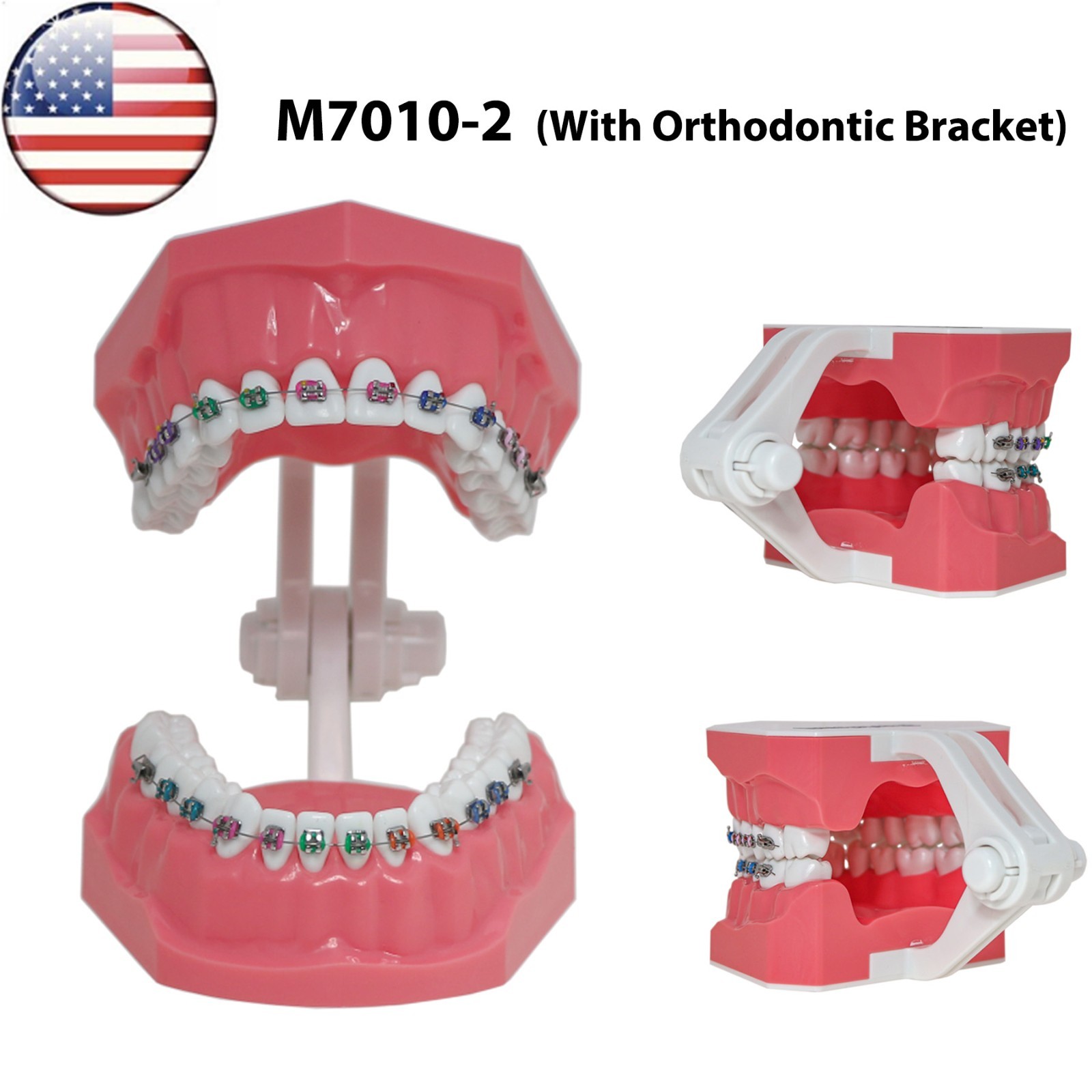 US M7010-2 Dental Typodont 1:1 Teeth Brushing Model With Orthodontic Bracket