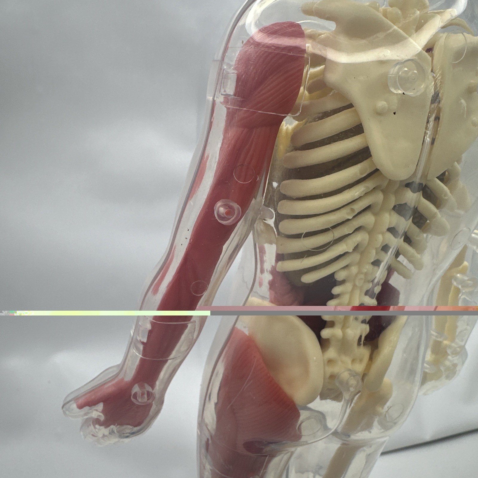 Human Body Model Anatomy Heart Brain Skeleton Muscles Lungs Student 13″