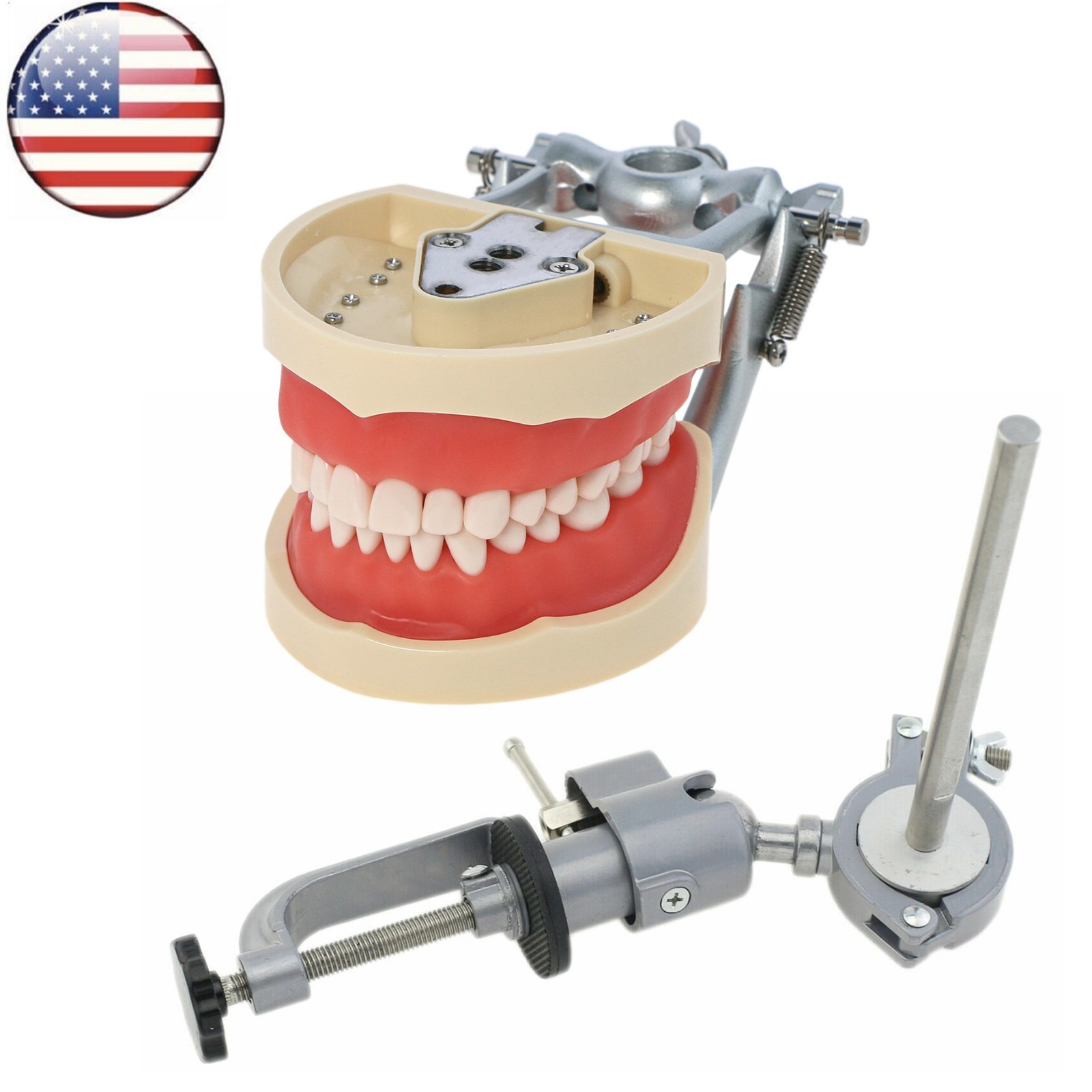 Kilgore NISSIN 200/500 Type Dental Typodont Model With Screw-in Removable Teeth