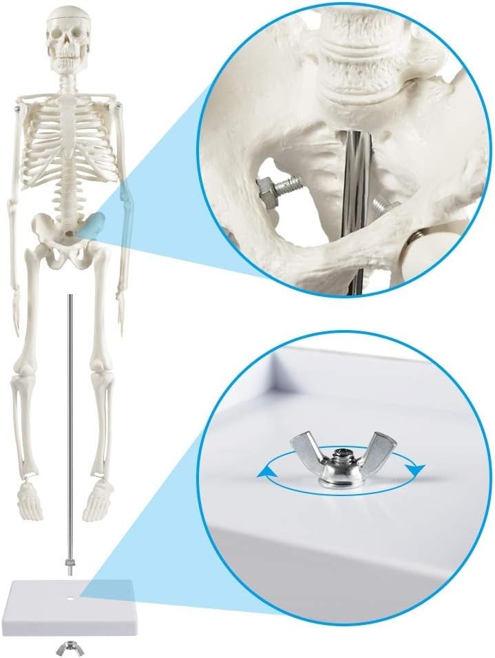 Miniature Human Skeleton Model, 17-Inch Display for Classroom and Halloween Use