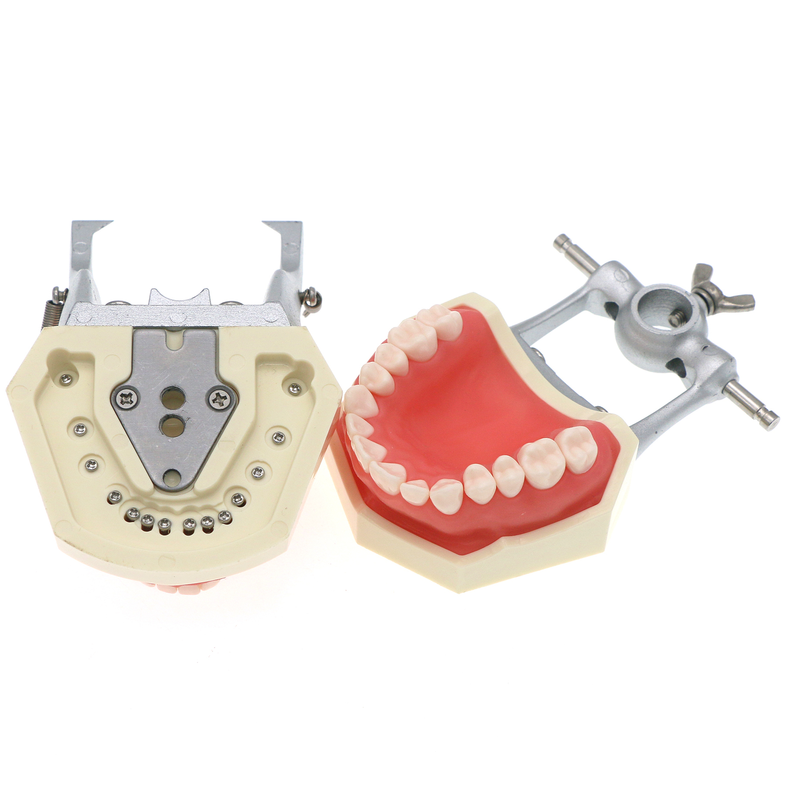 US 28Pcs Dental Typodont Teeth Model fits Kilgore NISSIN 200 Type Teeth Teeth