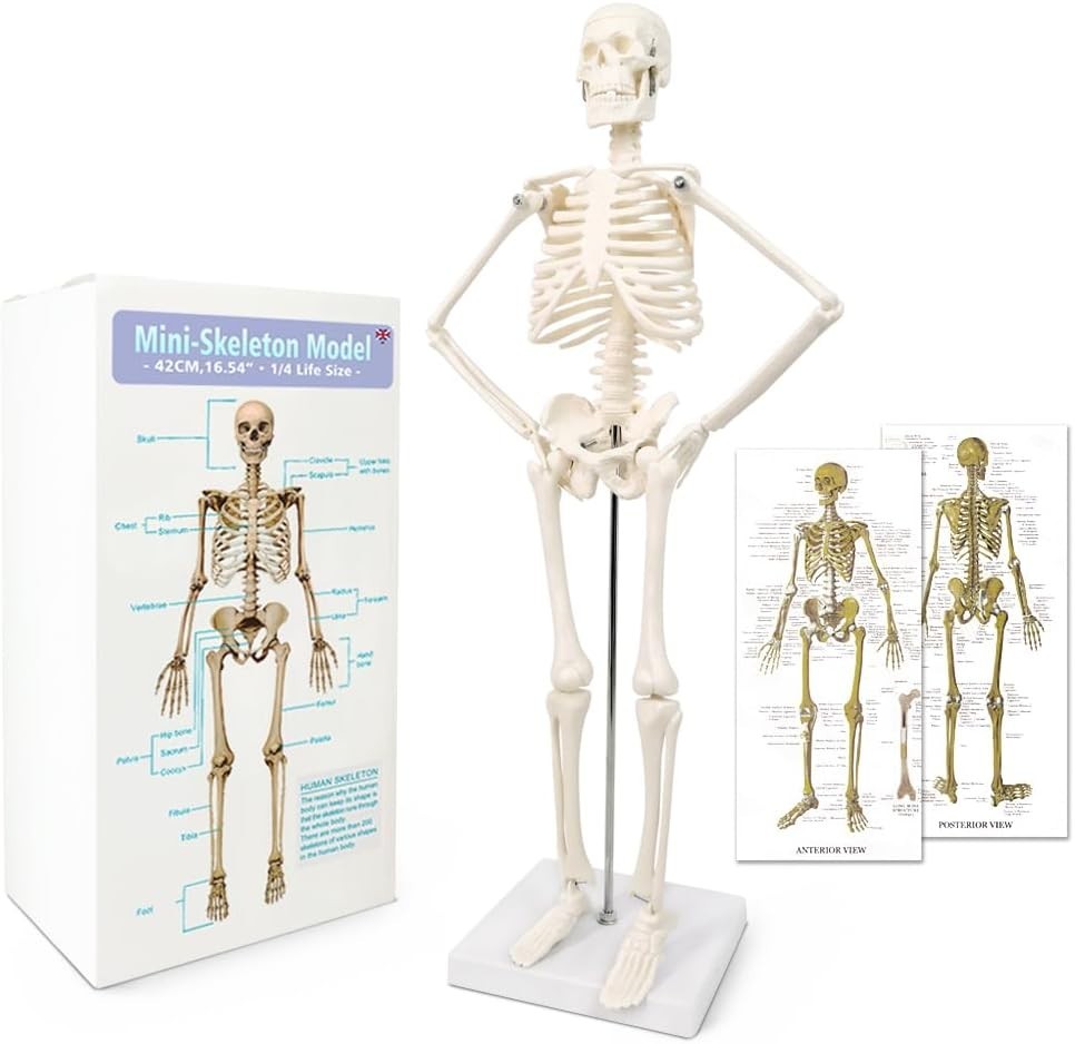 17.7“ Human Skeleton Model for Anatomy,Movable Arms Legs Bones Structures,Who…