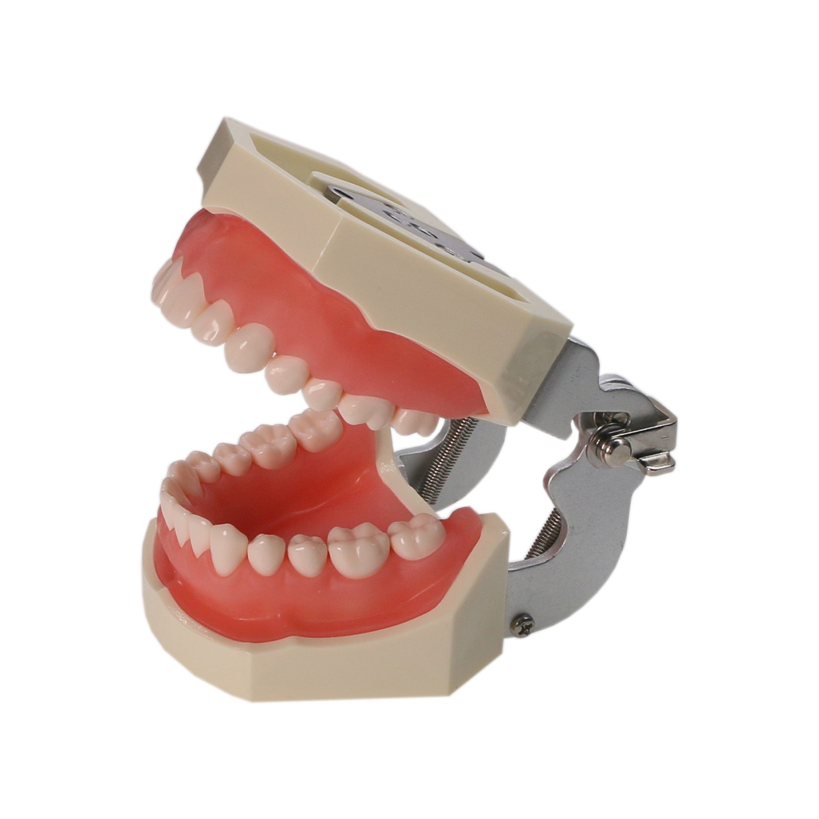 US Dental Typodont Teeth Models fit Kilgore NISSIN 200/500 Type & Columbia 860