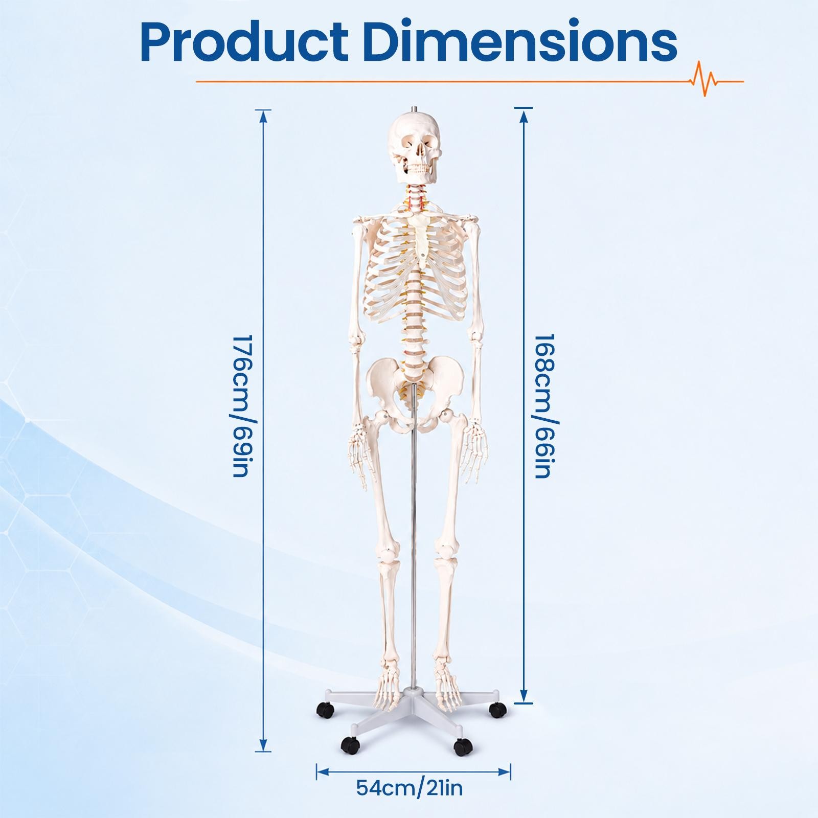Human Skeleton Model Anatomical Skeleton Life Size