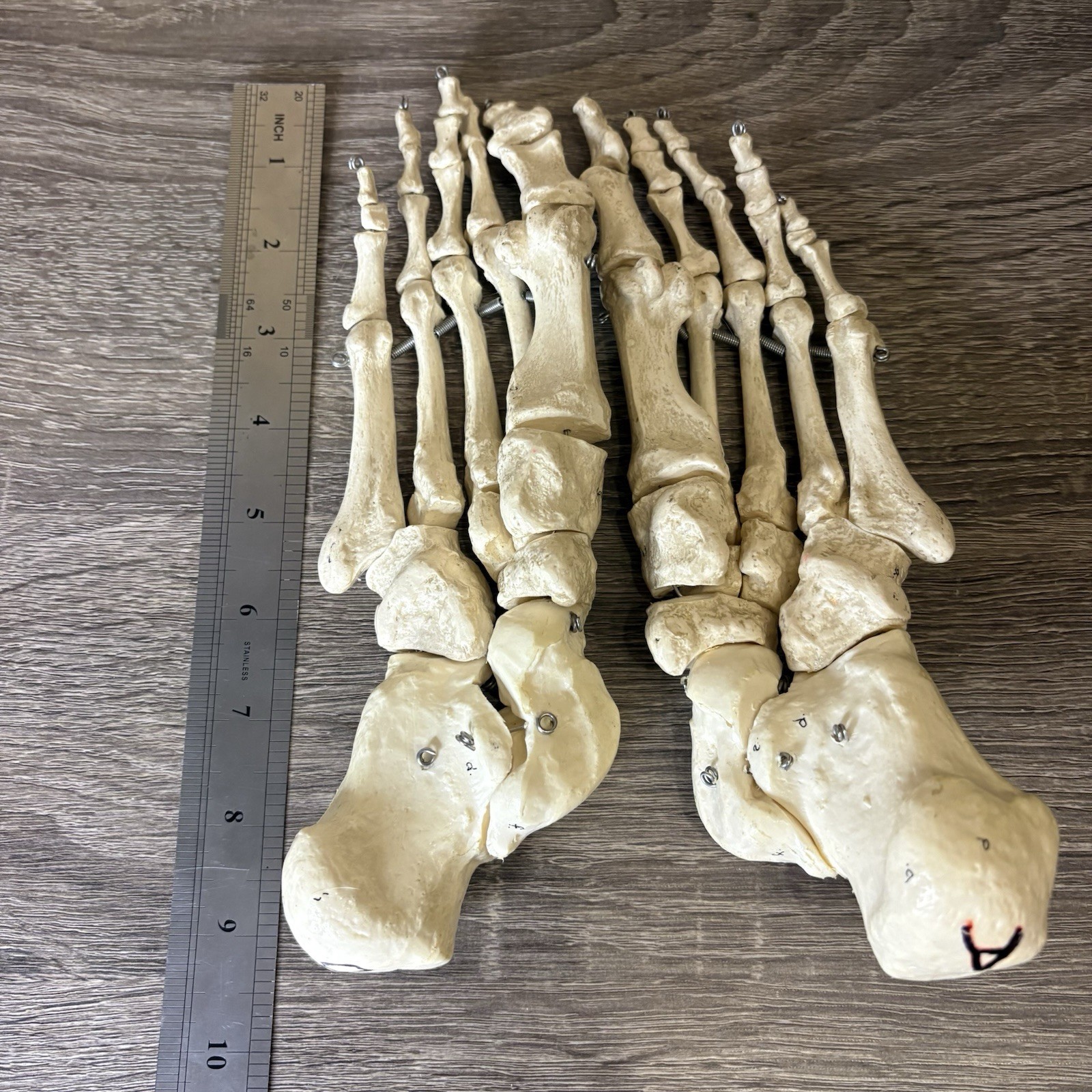 VTG Foot Feet Skeleton Anatomical Model Left Right Adult Podiatrist Med Student