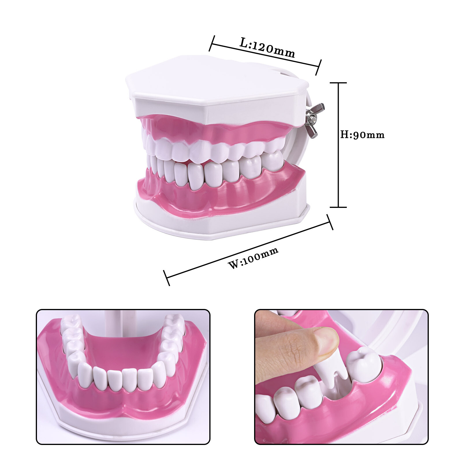 2 Times Enlarge Dental Teeth Model Includes Toothbrush Dental Education Supplies