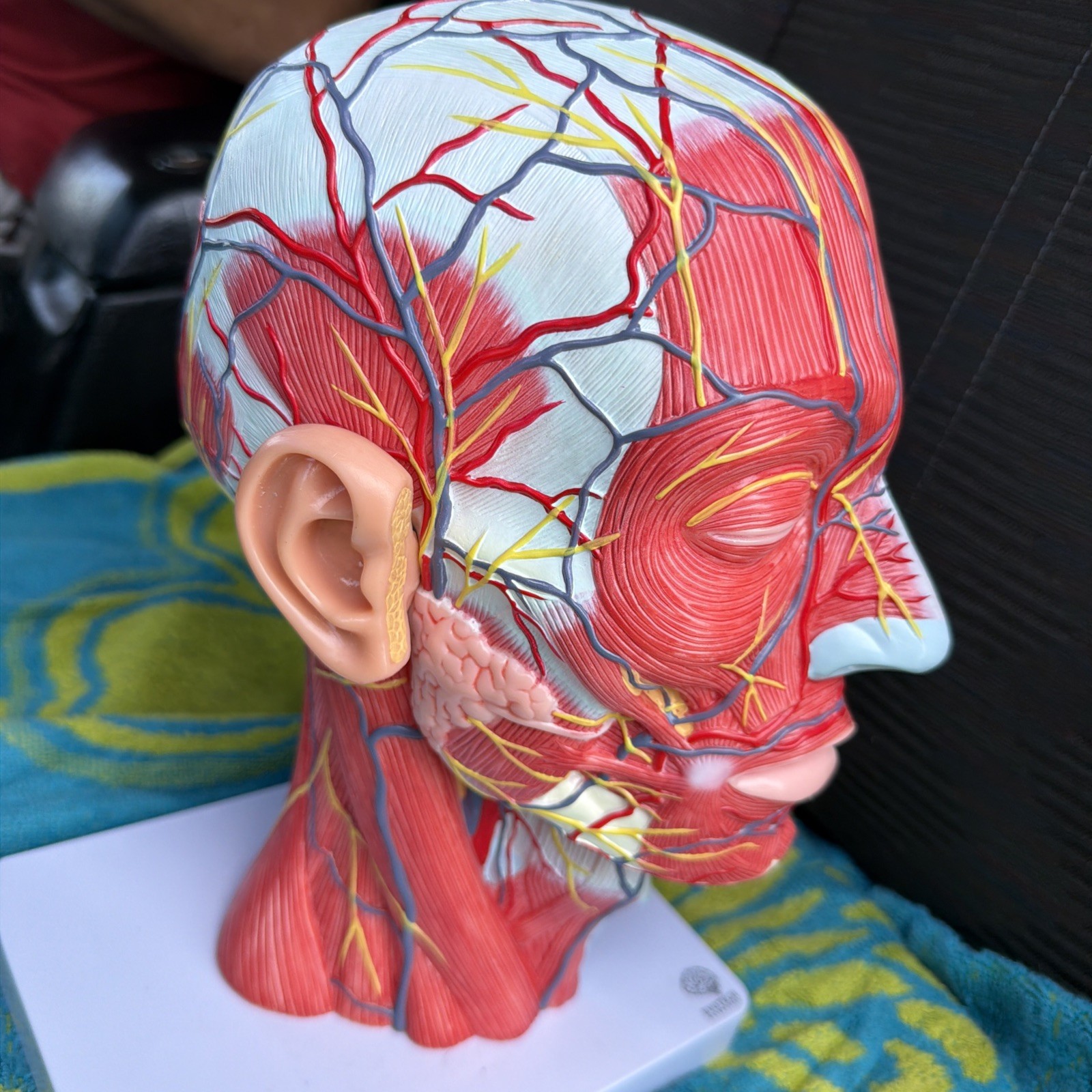 EVOTECH Human Half Head Neurovascular Model Life Size Skull Brain Anatomy Rotate