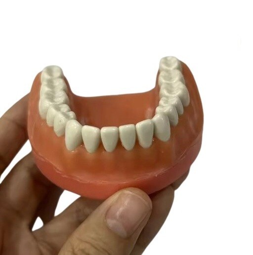 Resin Teeth #1 – #32 for Acadental Modupro Typodont [10 pcs]