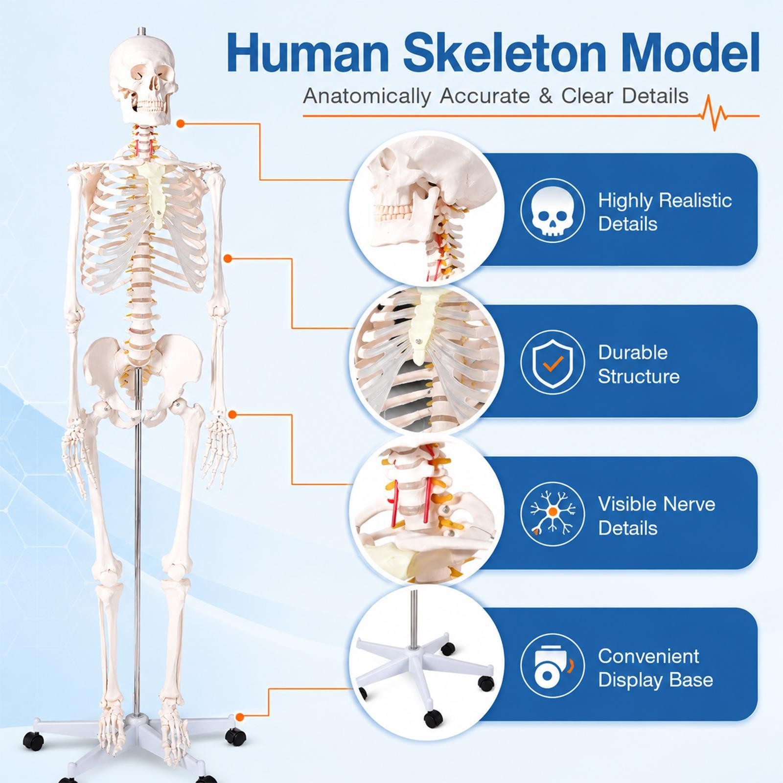 Human Skeleton Model Anatomical Skeleton Life Size