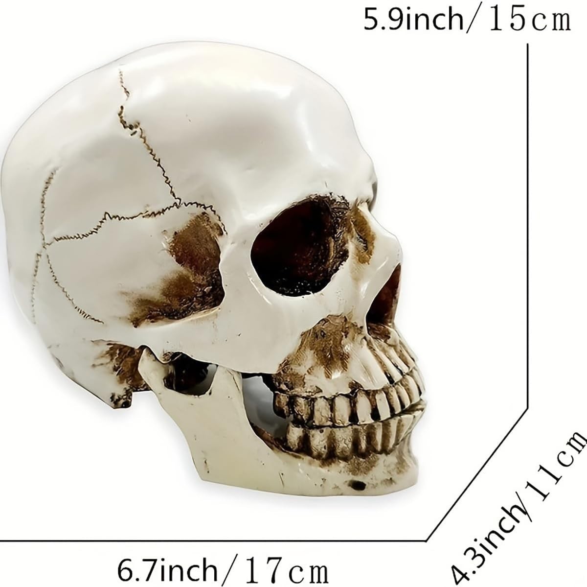 Lifesize 1:1 Human Skull Replica Resin Model Anatomical Medical Skeleton