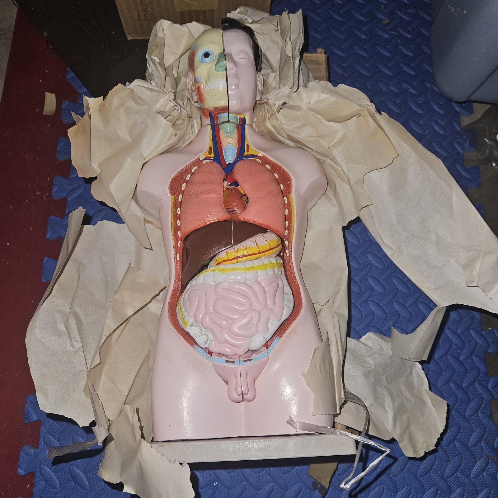 3-D Human MALE Anatomical Model Latge 42cm Doctor’s Office Teaching Anatomy Doll