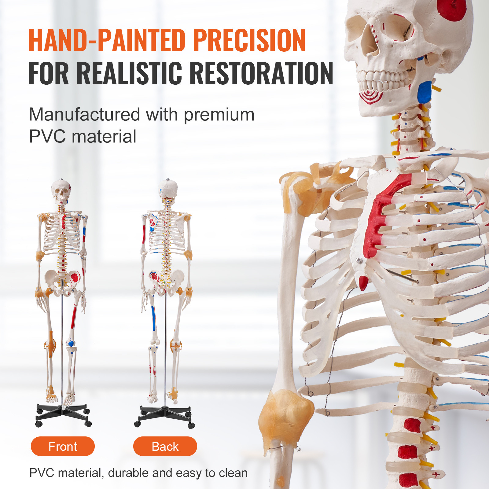 VEVOR Human Skeleton Model Anatomical Skeleton Life Size with Muscle Points