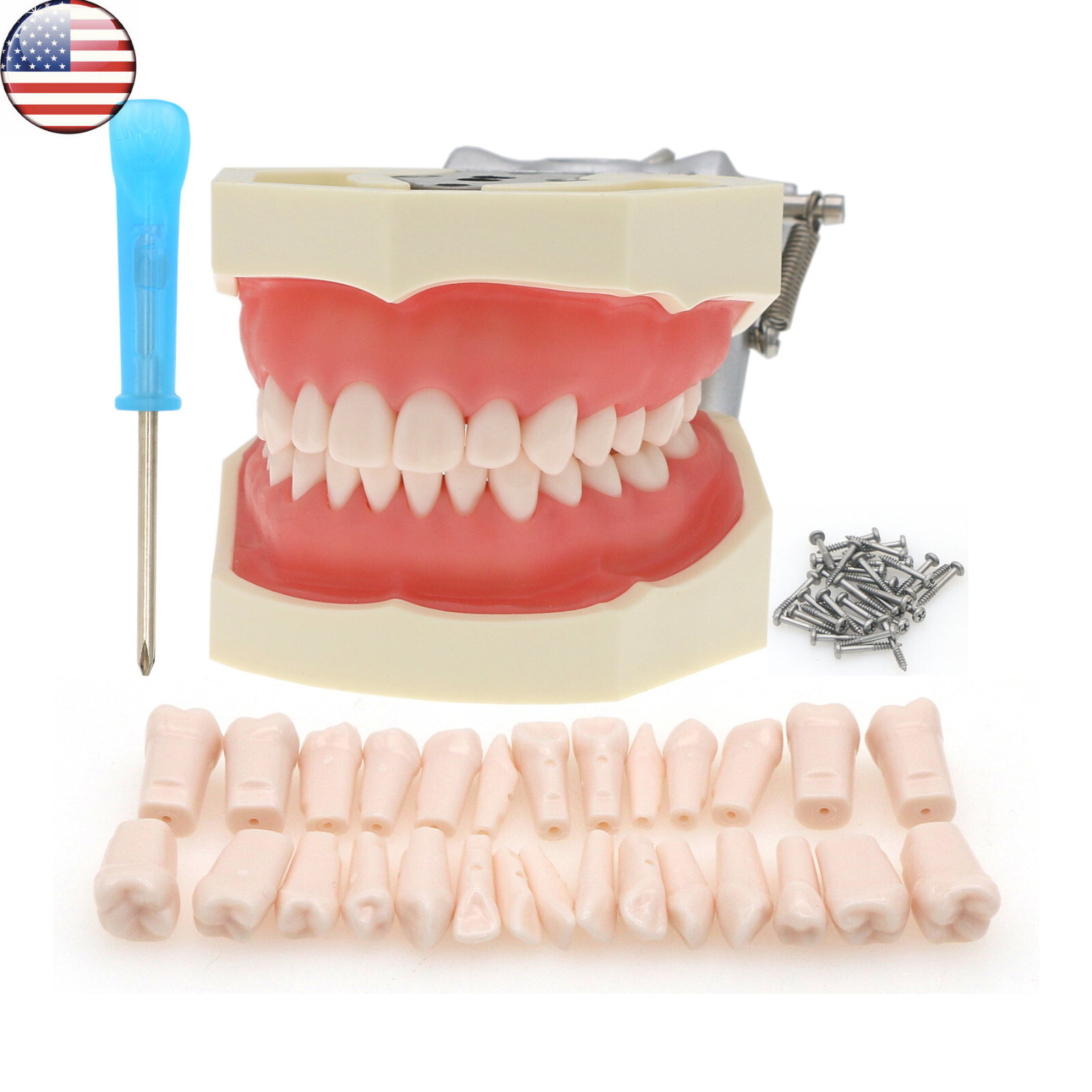 Kilgore Nissin 200/500 Dental Typodont Model With Removable Teeth Mounting Pole