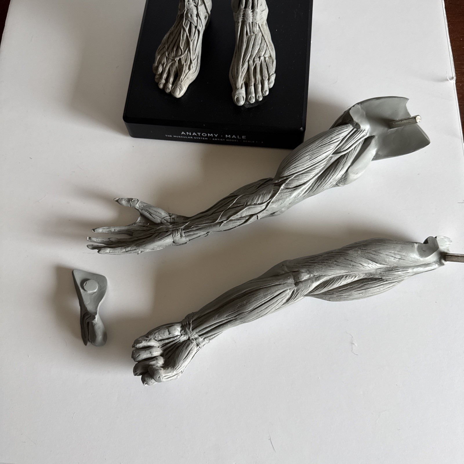 Andrew Cawrse Male Human Anatomy Model 2009 anatomy tools