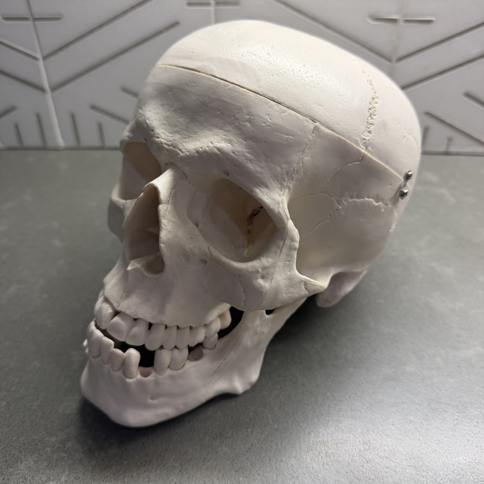 Skull~Medical Dental Anatomical Model~1 To 1~Removable Lower Jaw And Cranium