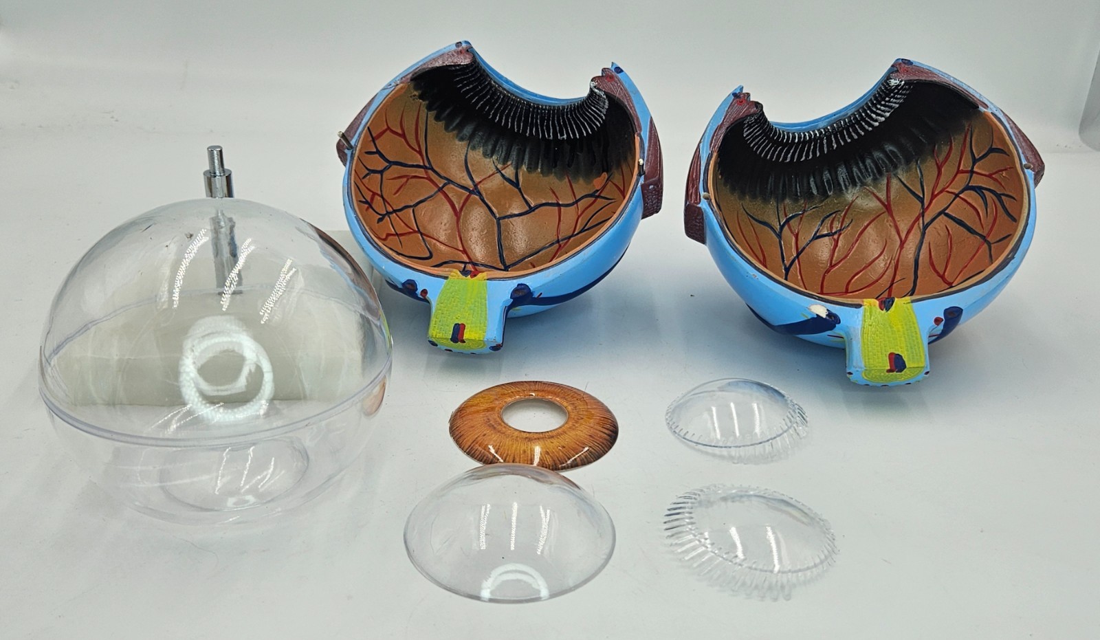 Eyeball Medical Teaching Model Multiple Pieces on Stand Anatomical