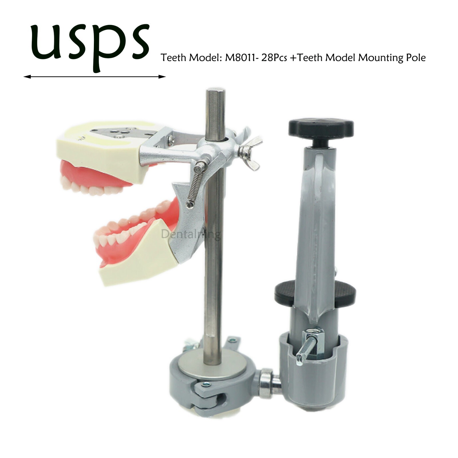 US Overdenture All-On-4/6 Implant /Ortho/Columbia 860/Kilgore NISSIN Teeth Model