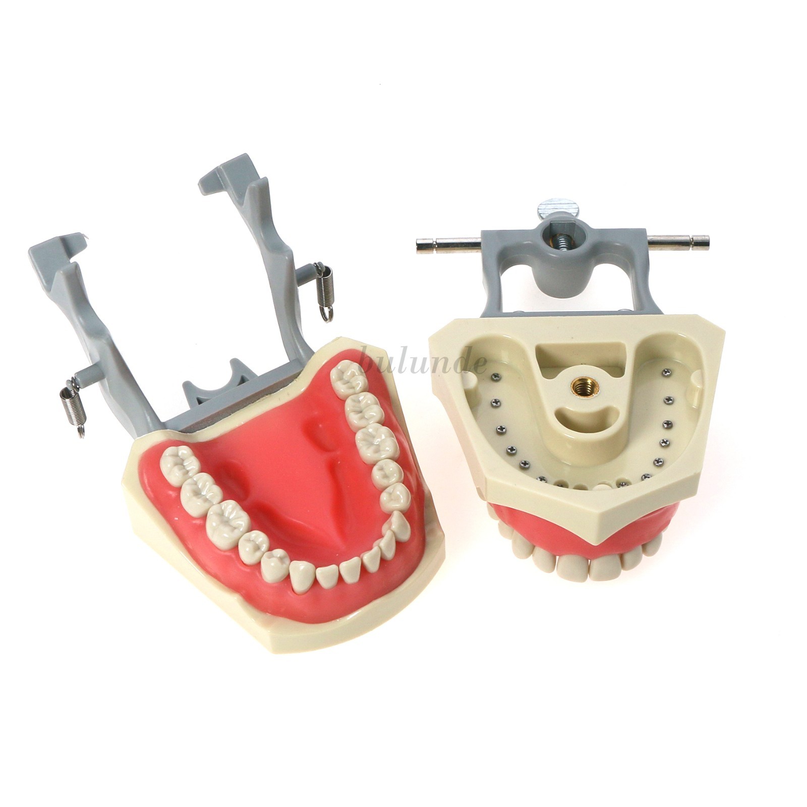 US Dental Typodont Teeth Model Mounting Pole Fit Columbia Kilgore Nissin Frasaco