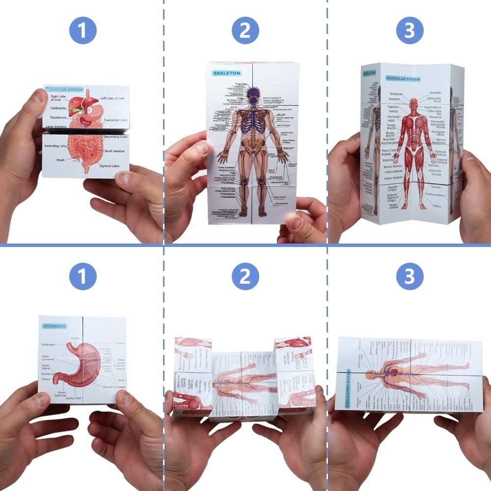 Póster de anatomía en bloques de 9,9 cm para estudiantes medicina sobre anatomía