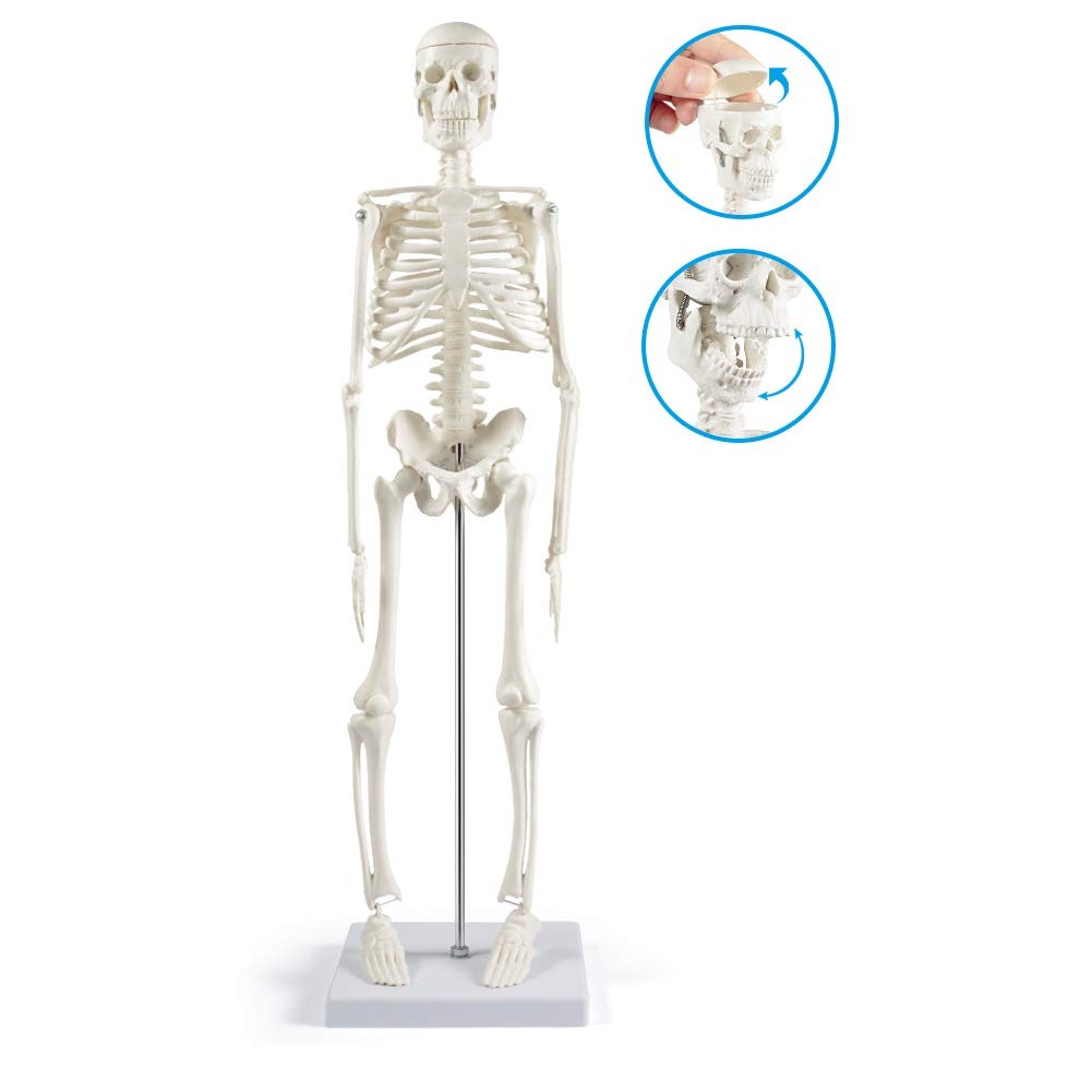 Human Skeleton Model for Anatomy,17”Mini Human Skeleton Model with Movable Arms