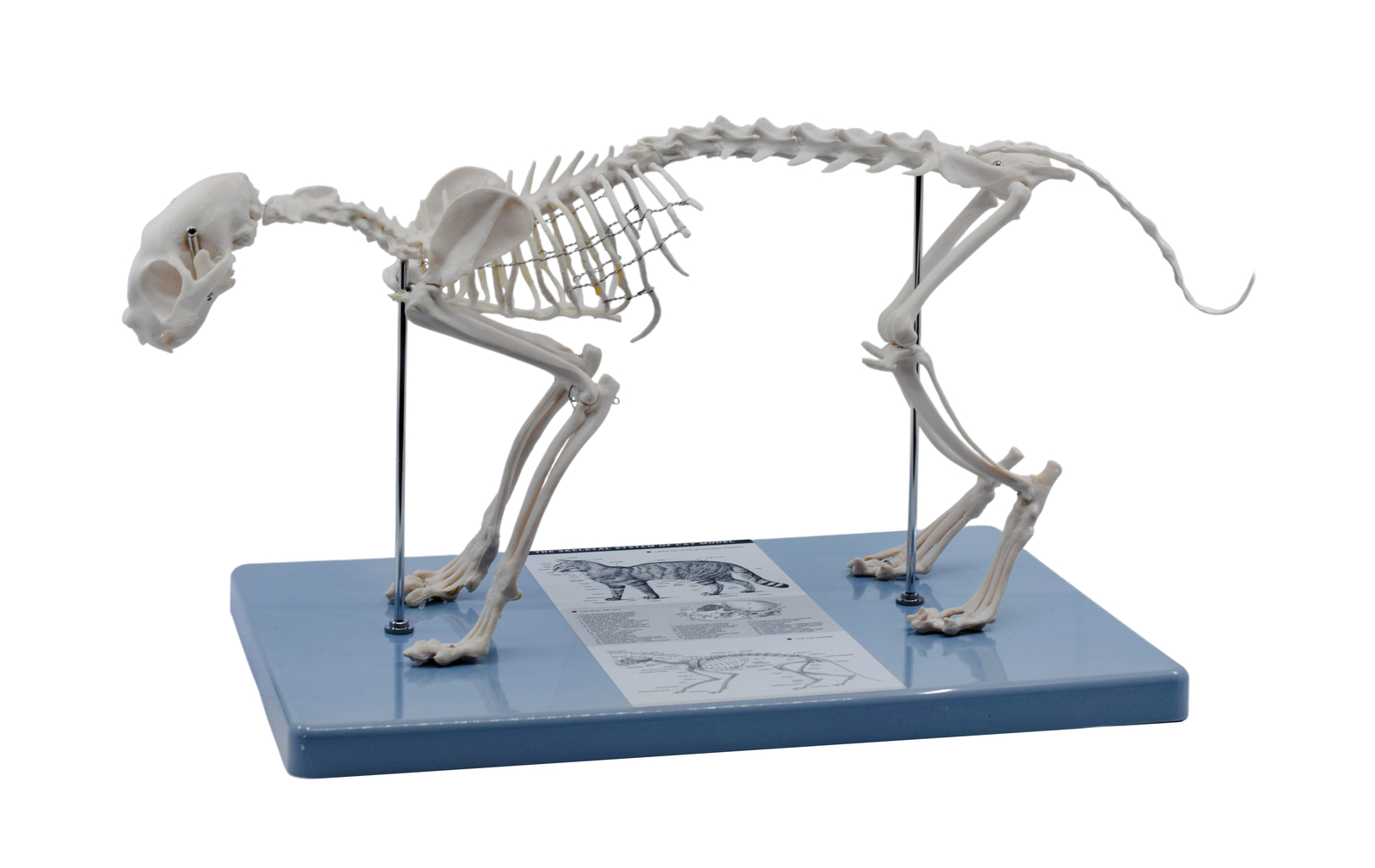 Eisco Labs Adult Cat Skeletal System, Anatomical Model, 8.25″ Tall