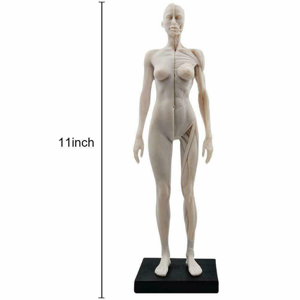 Human Anatomical Model Art Mannequin Musculoskeletal Structure Male+Female US