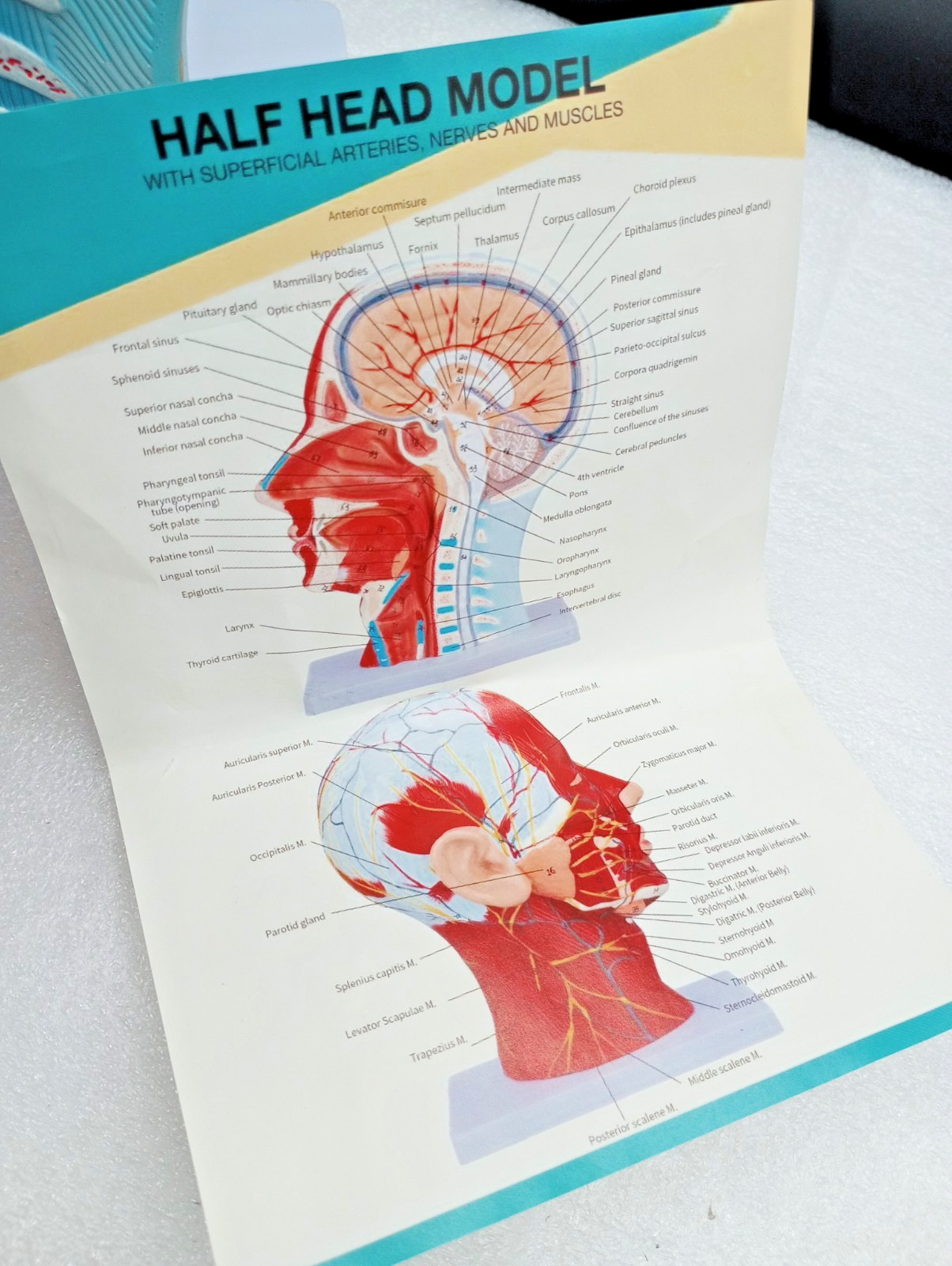 Human Half Head Neck Model Superficial Nerve Vascular Muscle Teaching Tool