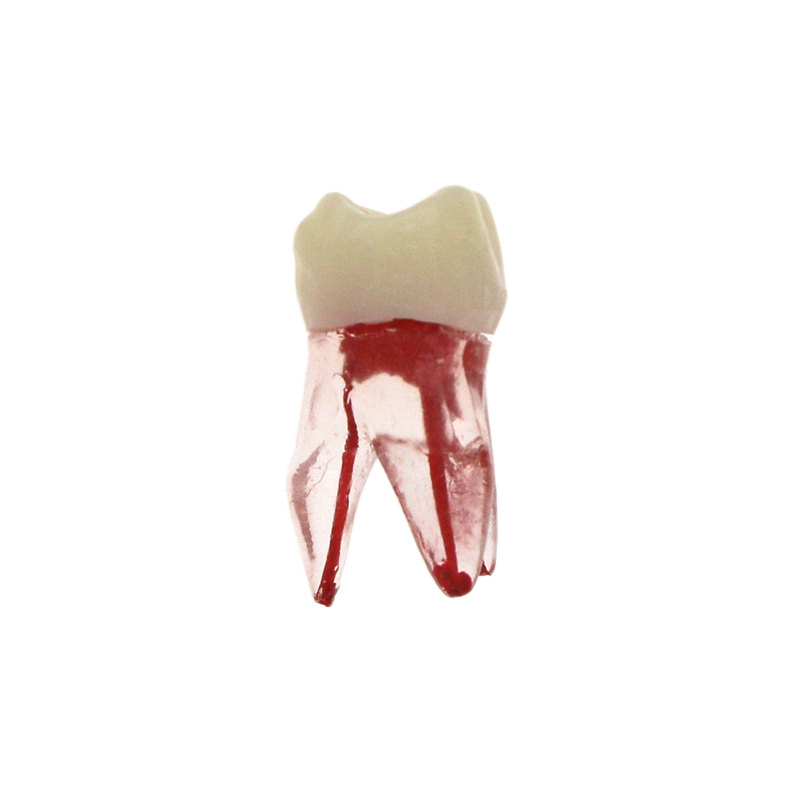 10Pcs Dental Root Canal Practice Model RCT Practice Endo Teeth Model Pulp Study