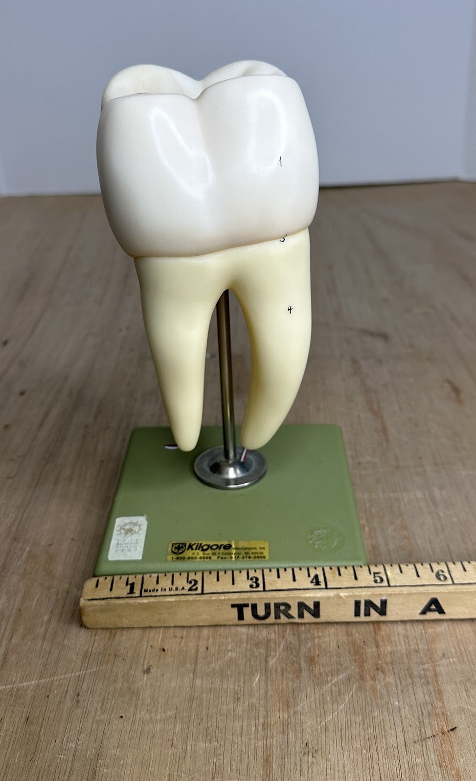 VTG SOSMO TOOTH ANATOMICAL MODEL DISPLAY DENTAL DENTISTRY EDUCTATIONAL GERMANY